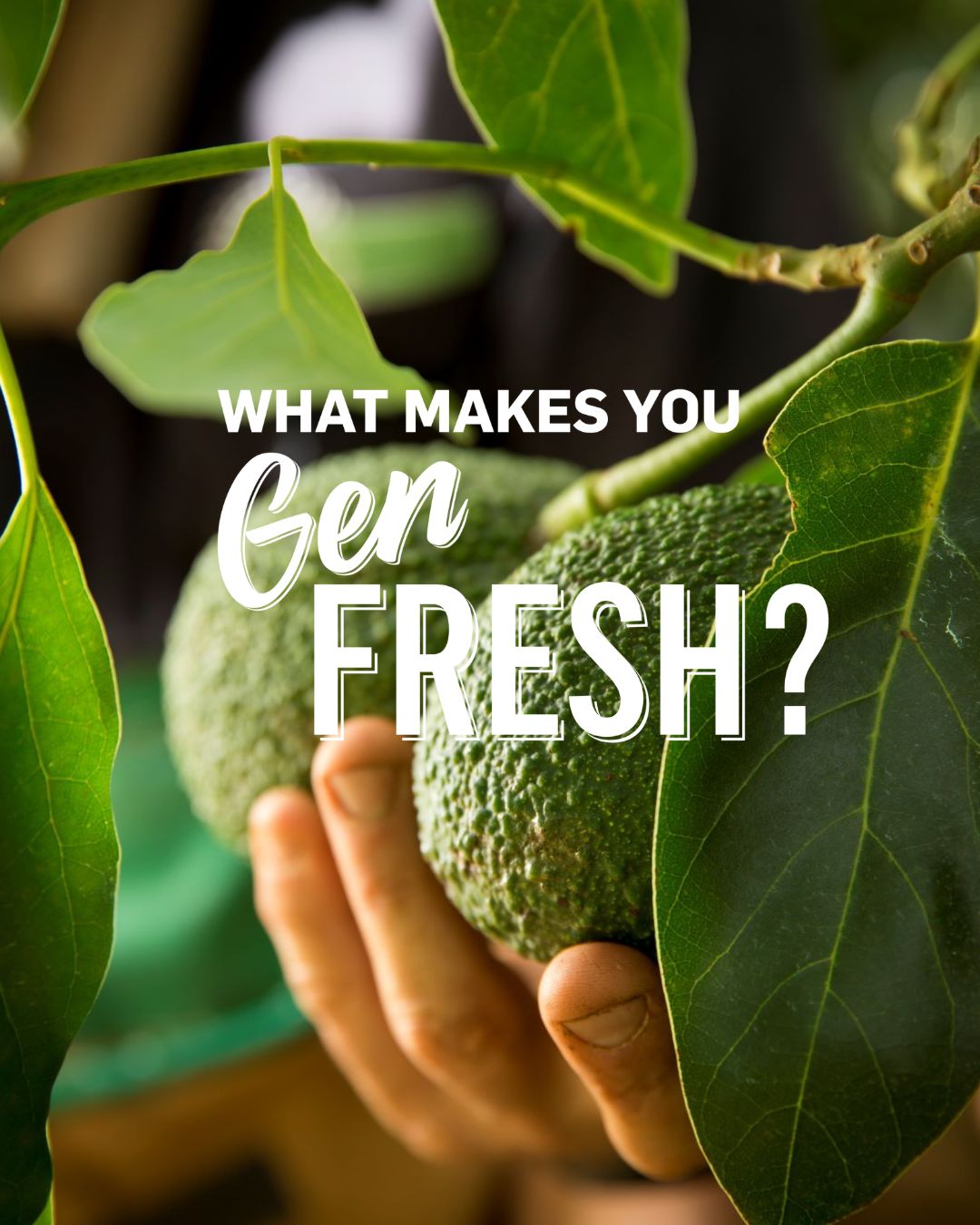 What makes you Gen Fresh?
Gen Fresh is a love of freshness and flavour, connecting the growers of the Southern Forests with the people who choose fresh, flavour-first food. Through stories, seasons and real people, it brings the region’s food to life.
You will find Gen Fresh in the paddock, the packhouse, the greengrocer, the kitchen and at the table.
Genuinely Southern Forests is Gen Fresh: a shared standard of quality, integrity and connection to place.
It’s not just about buying it. It’s about growing it, backing it, sharing it. If you stand for genuine freshness, you are Gen Fresh.
#GenFresh #GenuinelySouthernForests #FreshLocalGenuine #SouthernForests