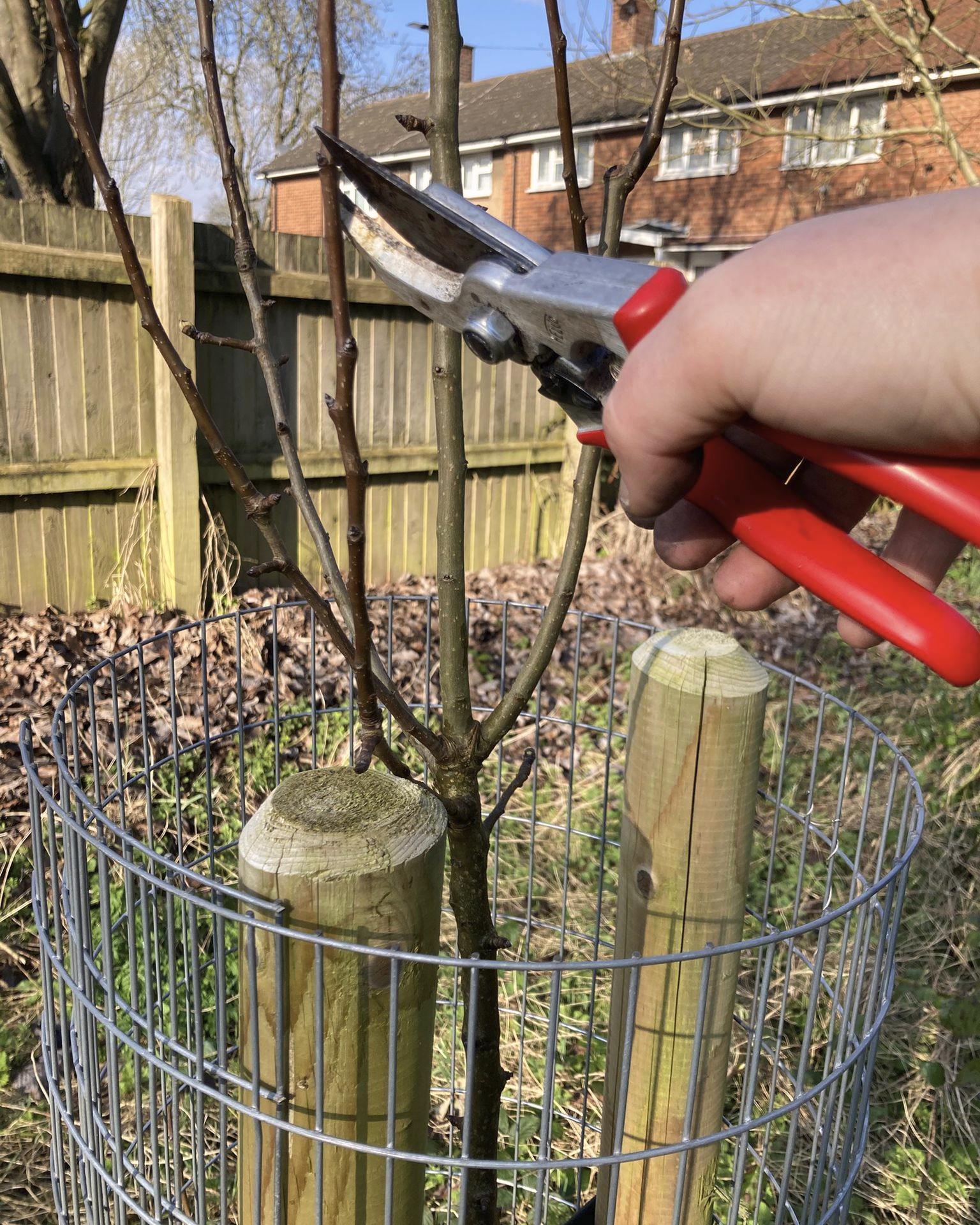 Plenty of fun at #BeilbyRoadOrchard in #Stirchley with our lovely volunteers, #pruning and #caring for the #orchard for the community to enjoy! We have quite a few pruning and grafting workshops this month if you'd like to join us.