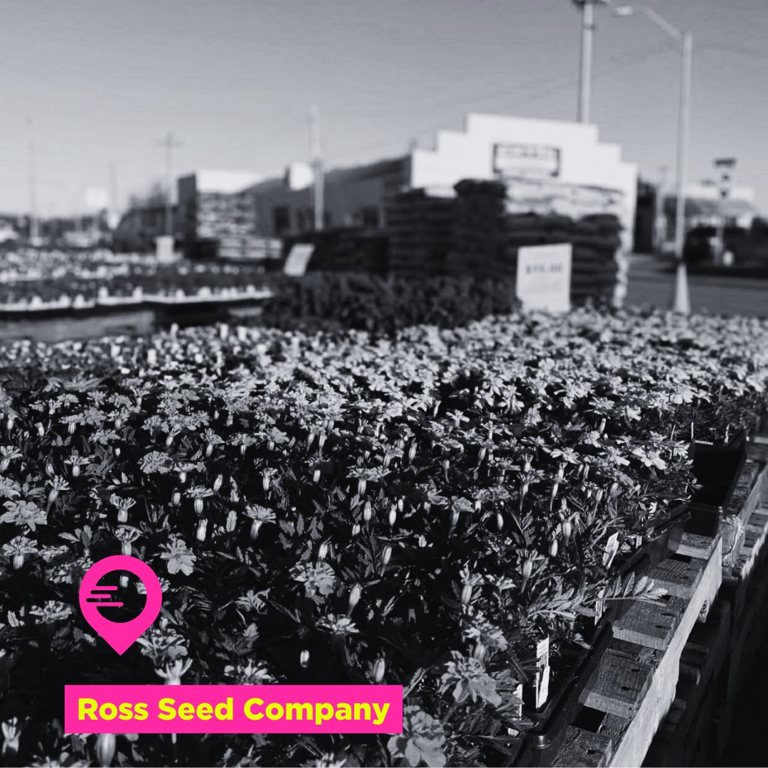 Plant Days Pre-Orders Open T O D A Y!
@rossseedcompany Chickasha
Visit rossseed.com and reserve your flats now!
#livelocal #buylocal #supportlocal #plantsmakepeoplehappy