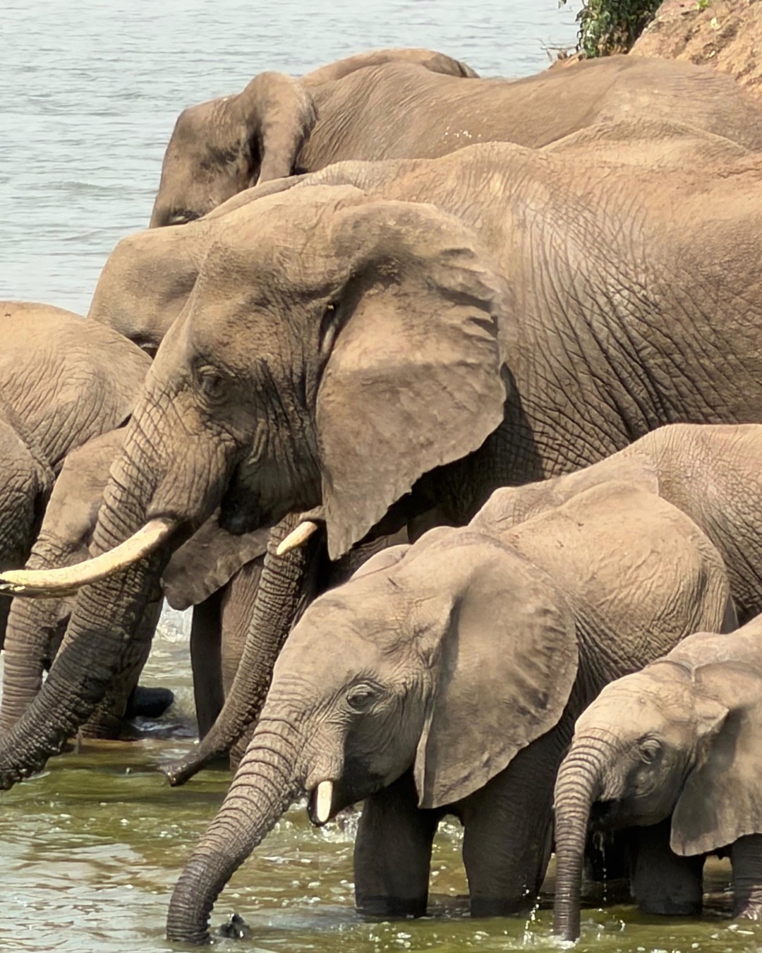 Traveling solo? But interested in joining a small group?
Celebrate the joy of discovery with like minded people who share their spirit for adventure. We have partnered with a well known travel company whose focus is to support independent solo women travelers with an interest in joining a curated small group tour with every detail cared for.
Share experiences, stories, and conversation with fellow travel enthusiasts. Plan now for 2027 travel-these curated small group trips sell out way in advance.
2027 Small Group Travel
Japan 13 day/land tour
Japan has been a popular destination for travel the past couple of years and I can tell you from my recent trip it does not disappoint!
Sample itinerary: multiple-night stays in premier hotels in Tokyo, Kyoto, Hakone & at a hot springs resort & spa in Gero Onsen.
South Africa, An Elegant Adventure
12 Day/land tour
South Africa offers rare and powerful spell bounding landscapes, world class urban luxury, breath taking beaches-and big game safari!
Sample itinerary: Private game drives with skilled rangers and trackers during four nights at private game reserves, two nights in Victoria Falls...
Greek Isles
10Day/small ship
Absolutely stunning ship and a fabulous way to travel the historical cities of Greece.
Sample itinerary: 7 night cruise includes Mykonos, Delos, Santorini, Patmos, Monemvasia, Ephesus. Sail aboard Windstar's wind surf, 24 meals, some excursions, and transfers included.
To learn more about these destination and additional travel suggestions: kiliantravelandlifestyle.com
#travelmore #luxurytravelagent #solotravel #travelover50 #emptynesterslife