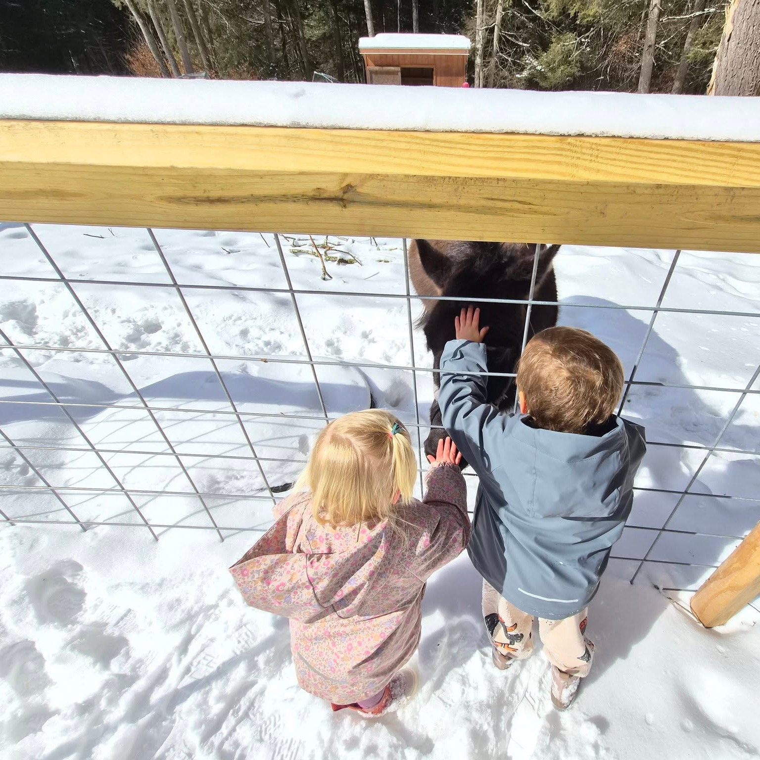 The animals are getting ready for spring, too!
Caring for animals is an important part of learning in our garden space. Children practice patience, gentleness, and curiosity as they observe and interact with our critter friends.
These everyday moments help children build respect for living things while spending time outdoors.
Everyone is looking forward to warmer weather so we can spend more time together! #sullivancountyny #thevalleyfellowship #naturebasedlearning #farmkids