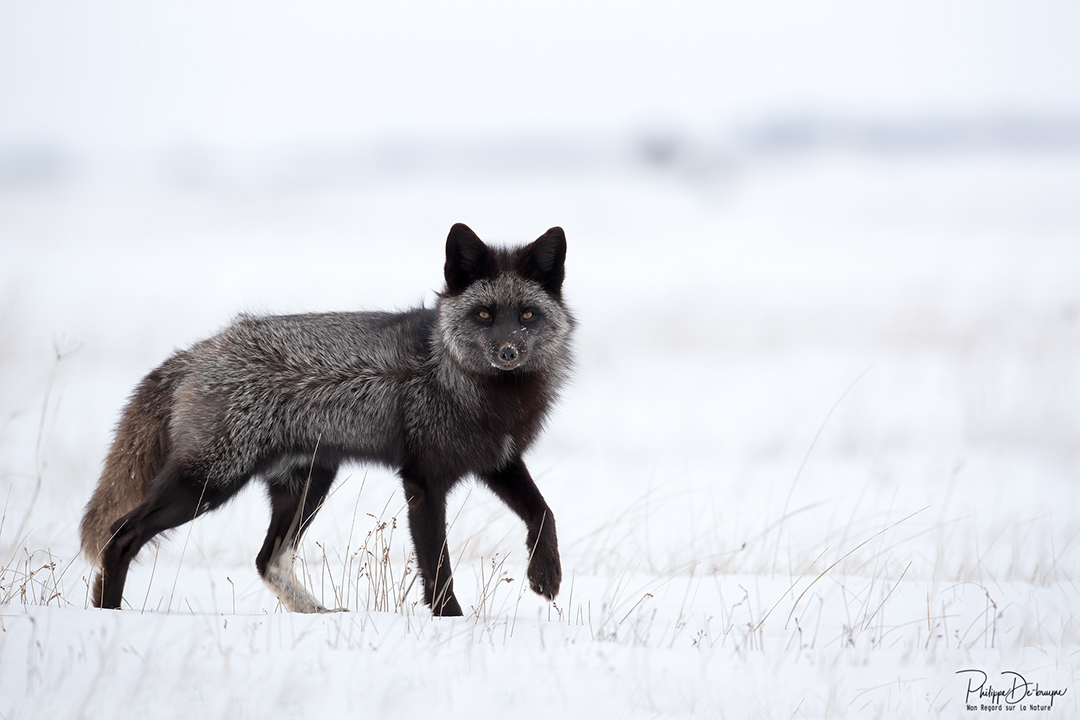 Oups !! je suis repéré 🦊
Probablement le plus beau et le plus gros renard que j'ai rencontré, il était vraiment costaud !!
Philippe DE-BRUYNE© Mon regard sur la nature
La vente d'impression est un excellent moyen de m'encourager 🙏
#nature #wildlifephotography