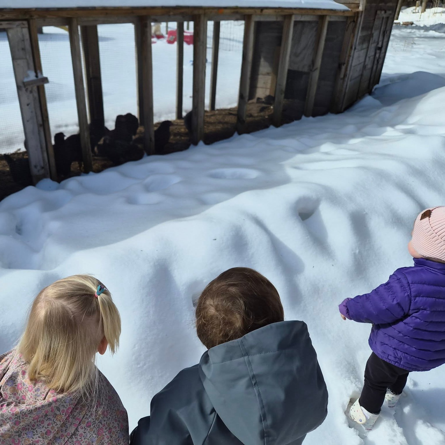 One of the most exciting parts of strolling the grounds is seeing the animals who call it home.
Moments like these spark curiosity and wonder in young children. Watching, pointing, and quietly observing (or loudly calling out to them!) are often the first steps toward building a meaningful connection with the natural world. #naturebasedlearning #sullivancountyny #thevalleyfellowship #farmkids #outdoorchildhood