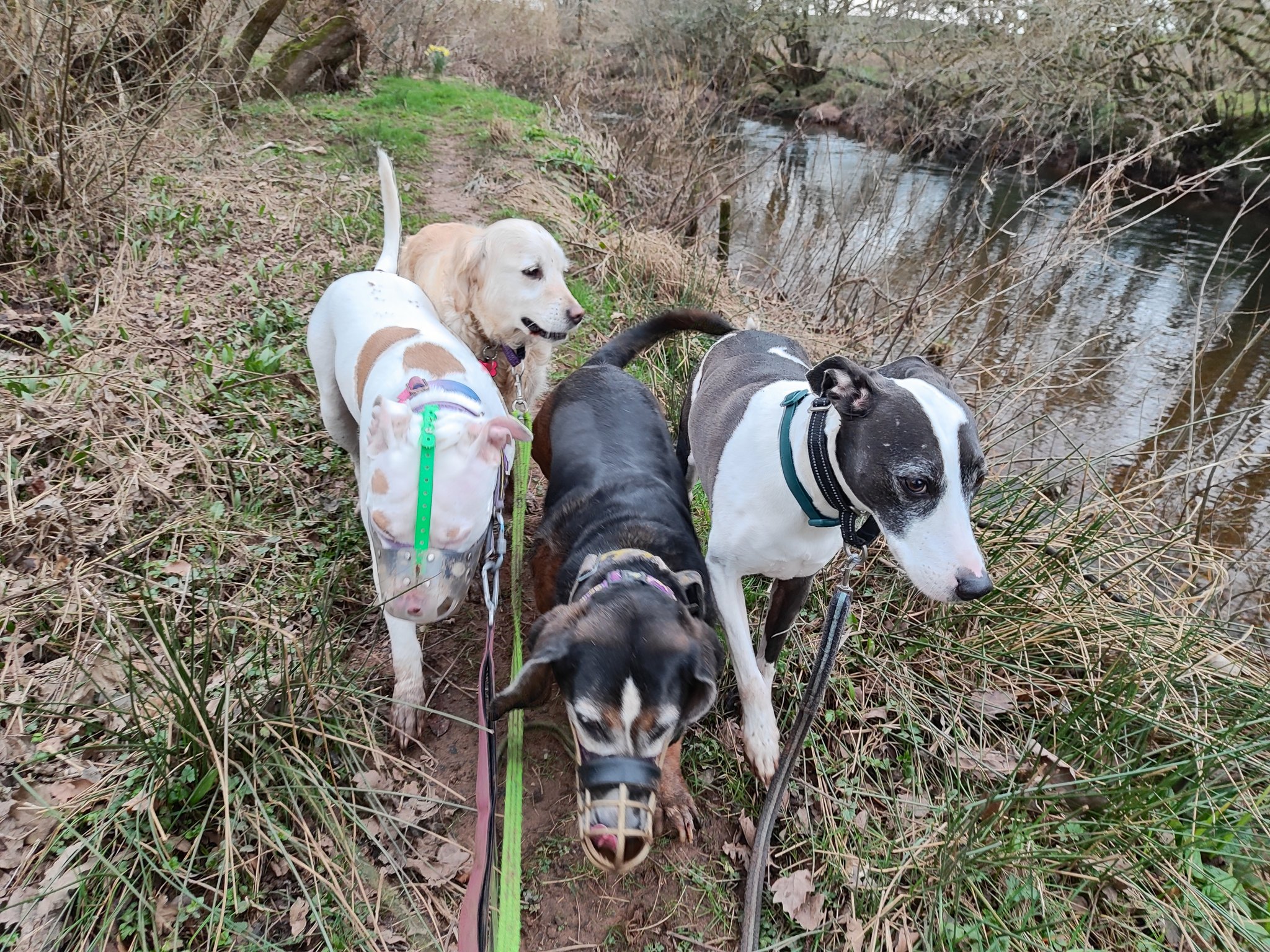 Jurgen, Minnie, Buzz and Honey 😍