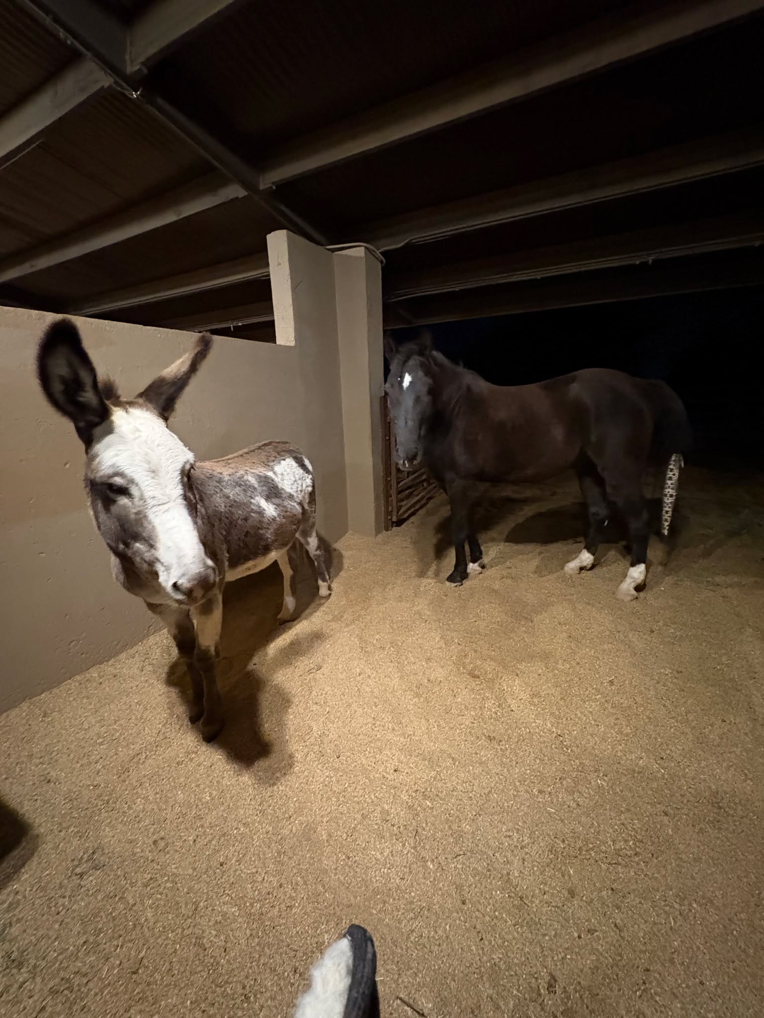 Idol gets to have sleepovers with his smaller friends every once in a while; Walter was last night's emotional support donk.
Our herd is always available if you need someone to lean on. Schedule a session today and try it out for yourself.