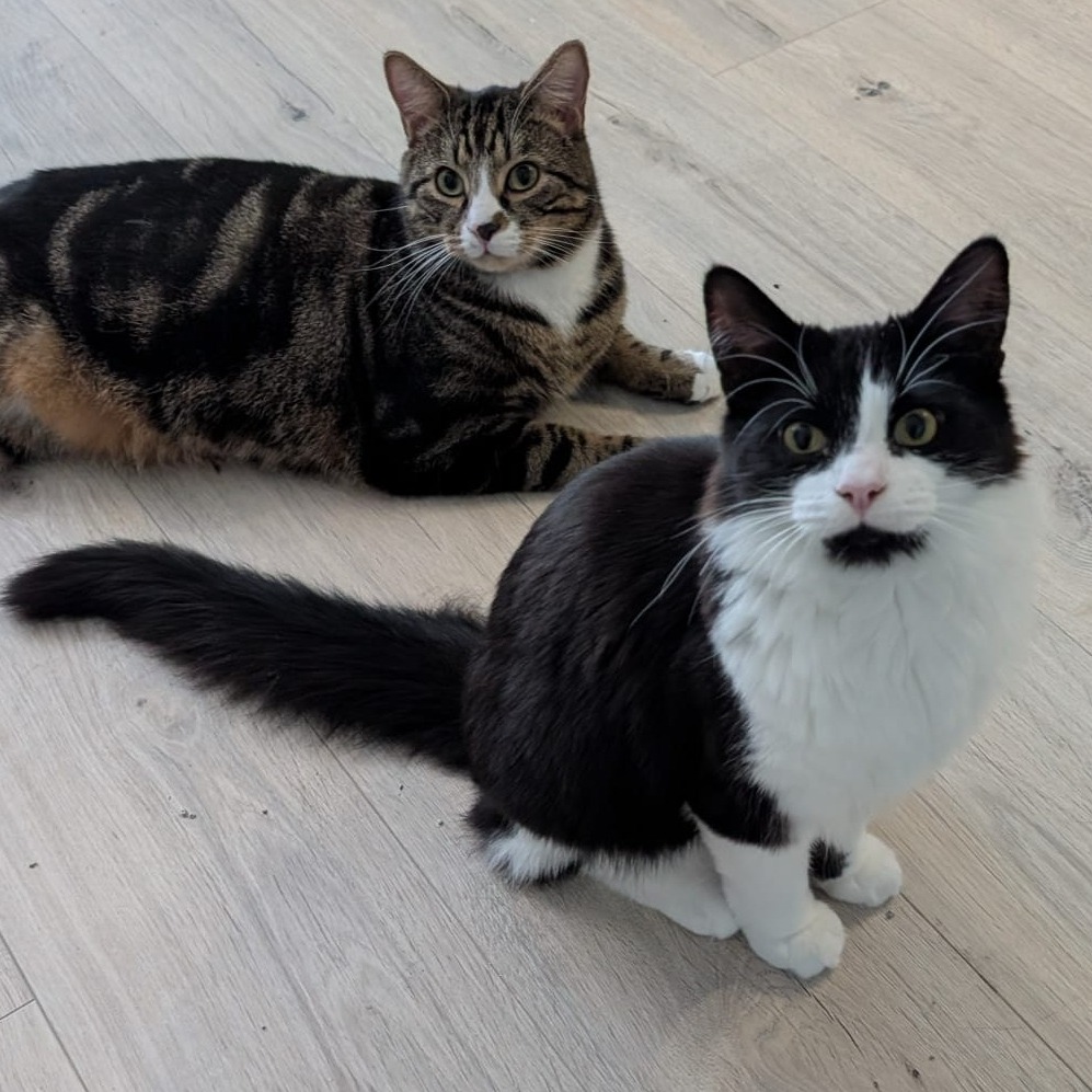 Bubba and Gizmo - males / 2 years old & 1 year old EDIT: ASSIGNED TO ADOPTER
Meet Bubba and Gizmo!
Gizmo is the black and white social butterfly! If you're looking for a cat who can hold a conversation...he's your boy! He loves chatting to his humans and will politely (or not-so-politely!) remind you when it’s time for dinner, treats, or a snuggle. He has a purr so loud you can hear him from across the room! He’s obsessed with his feather wand and loves to carry it around the house like a prize. Gizmo does has some food sensitivities. Although it's nothing serious, but his new family will just need to keep an eye on his diet!
Bubba is the tabby brother - a sensitive soul, bit the yin to Gizmo's yang! He might be a bit shy at first, but once you’re in his inner circle, you’ve got a friend for life. Once he gets to know you, he’ll be the very first to say hello when you walk through the door. While not a lap cat, he loves being involved. Expect him to sit in the bathroom sink or join you at your desk/table/counter for a fuss. He loves treats and is a pro at solving food puzzles.
Both boys are gentle and patient, making them a great fit for a family. They like being near people, but they’re also happy to snooze the day away while you're at work. These two prefer a dog-free home. They both love dry food and treats a bit *too* much, so they’ll need a human who can help them manage their portions!
Could you be their purrfect match?
---
📄 For more information about adoptions please head to our website. Be sure to read our resources and FAQs while you’re there!
🙏 Please consider donating via our fundraiser posts or the link in our bio. PayPal Giving Fund has no commission or payment fees. ALL donations go towards vet bills.
💊 Please be aware that some kitties may have pre-existing medical conditions that require a more expensive insurance policy. Ages are usually estimated.