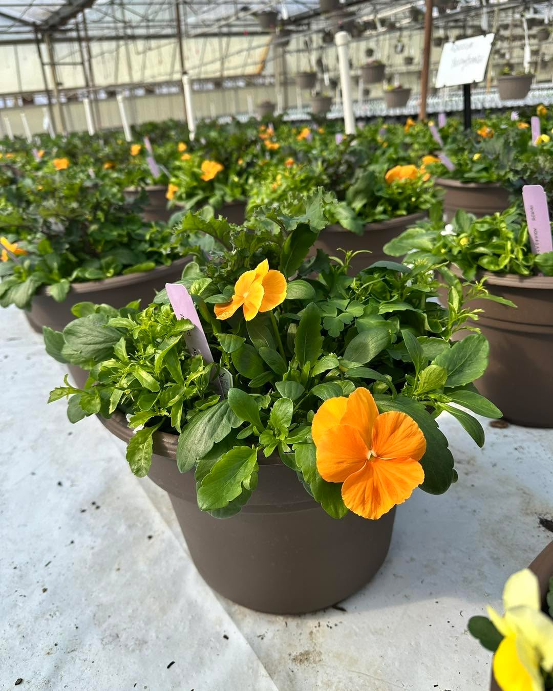 Our early spring floor planters are almost ready! Just a couple more weeks.
