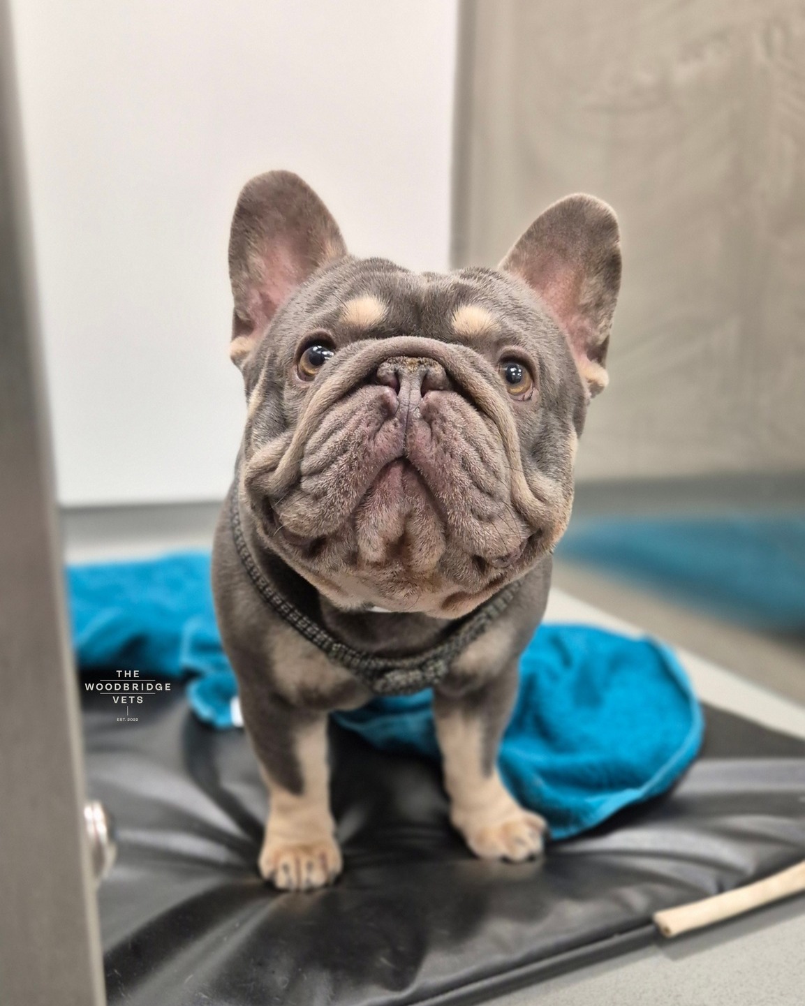 Meet Archie.
Archie is a young French bulldog who came to The Woodbridge Vets for his neutering procedure. From the moment he arrived, our vet Simon and the nursing team welcomed him and made sure he was comfortable 🤎
Archie’s procedure went smoothly, and he stayed comfortable throughout. After the operation, he had a little bit of lunch and then rested in a quiet area while his owner learned how to care for him at home. With modern equipment and a caring team, pets like Archie are looked after every step of the way. Procedures are done on-site, so animals stay with familiar people in a safe, friendly environment.
By the afternoon, Archie went home happy and cozy, showing how thoughtful care and a caring team make all the difference 🤎
#thewoodbridgevets #independentpractice #veterinarypracrice #veterinarycare #veterinarymedicine #canine #dogs #neuteringprocedure #veterinaryservices #animalwelfare #veterinarynurse #animalenclosure #sufolkcommunity #frenchbulldog