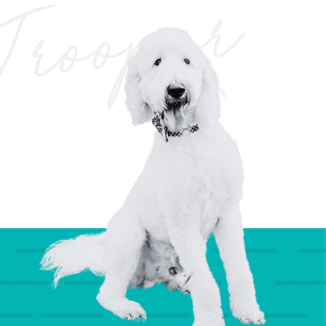 Meet Trooper, Mickey and Bandit!