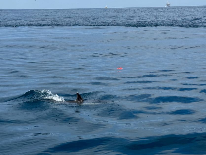 We love it when the dolphins join the ash scattering ceremony...