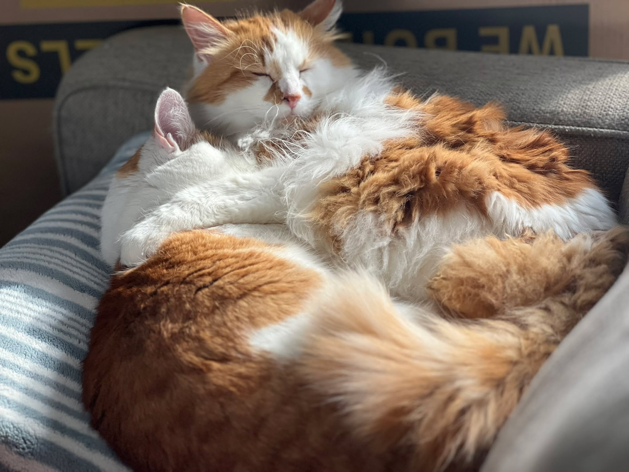 I call it smothering. She calls it love.
Either way, this is her favorite place to be. 🧡🤍
#CatCuddles #CatLove #FluffyCat #CozyMoments #CatLife #SweetKitty #OrangeAndWhiteCat #PetMoments #LifeLately #CuteCats