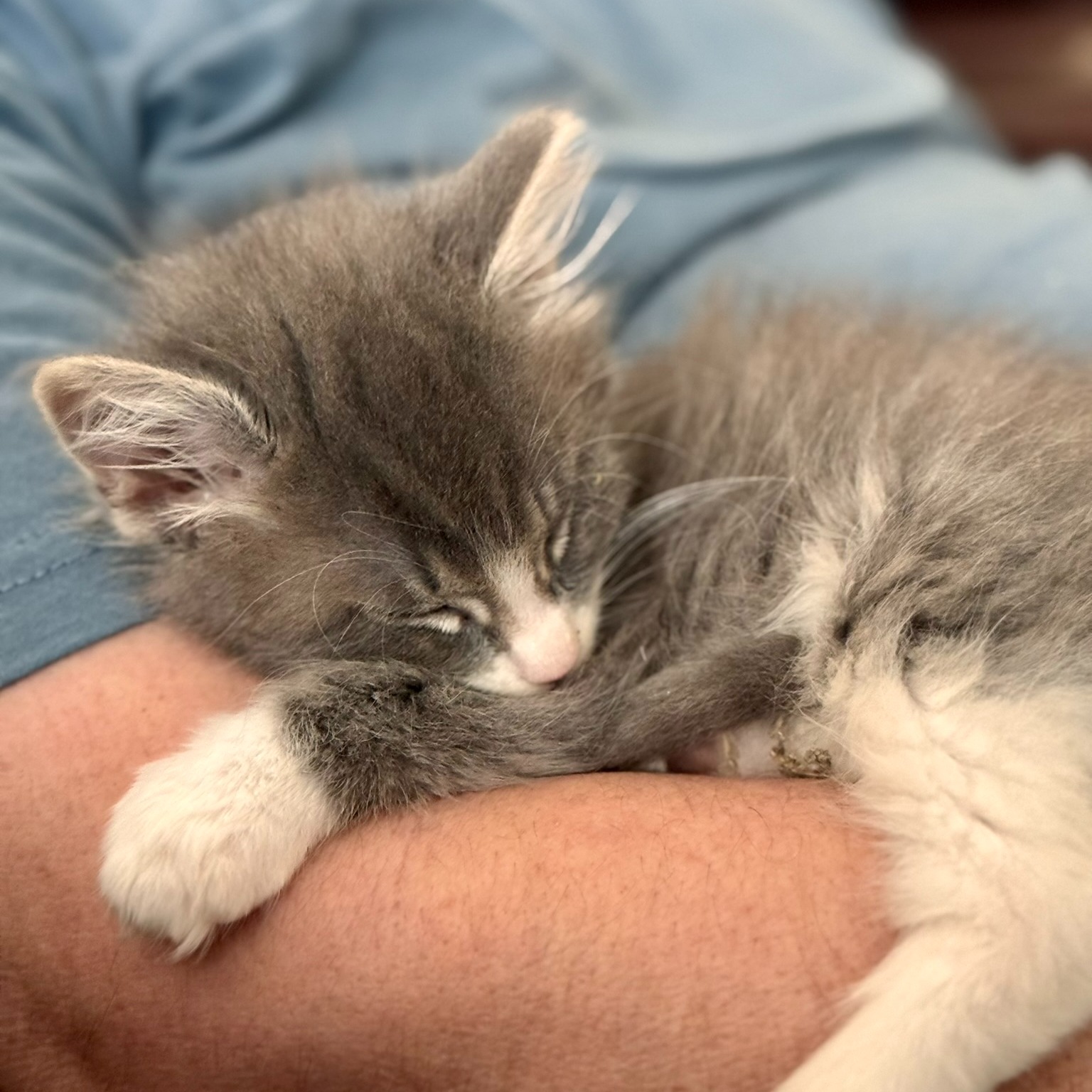 He may be tiny, but he has already mastered the art of cozy. I mean, look at that little face all tucked in for a nap. 🩶
#NewKitten #KittenNap #CozyMoments #TinyPaws #CatLife #SweetestLittleGuy