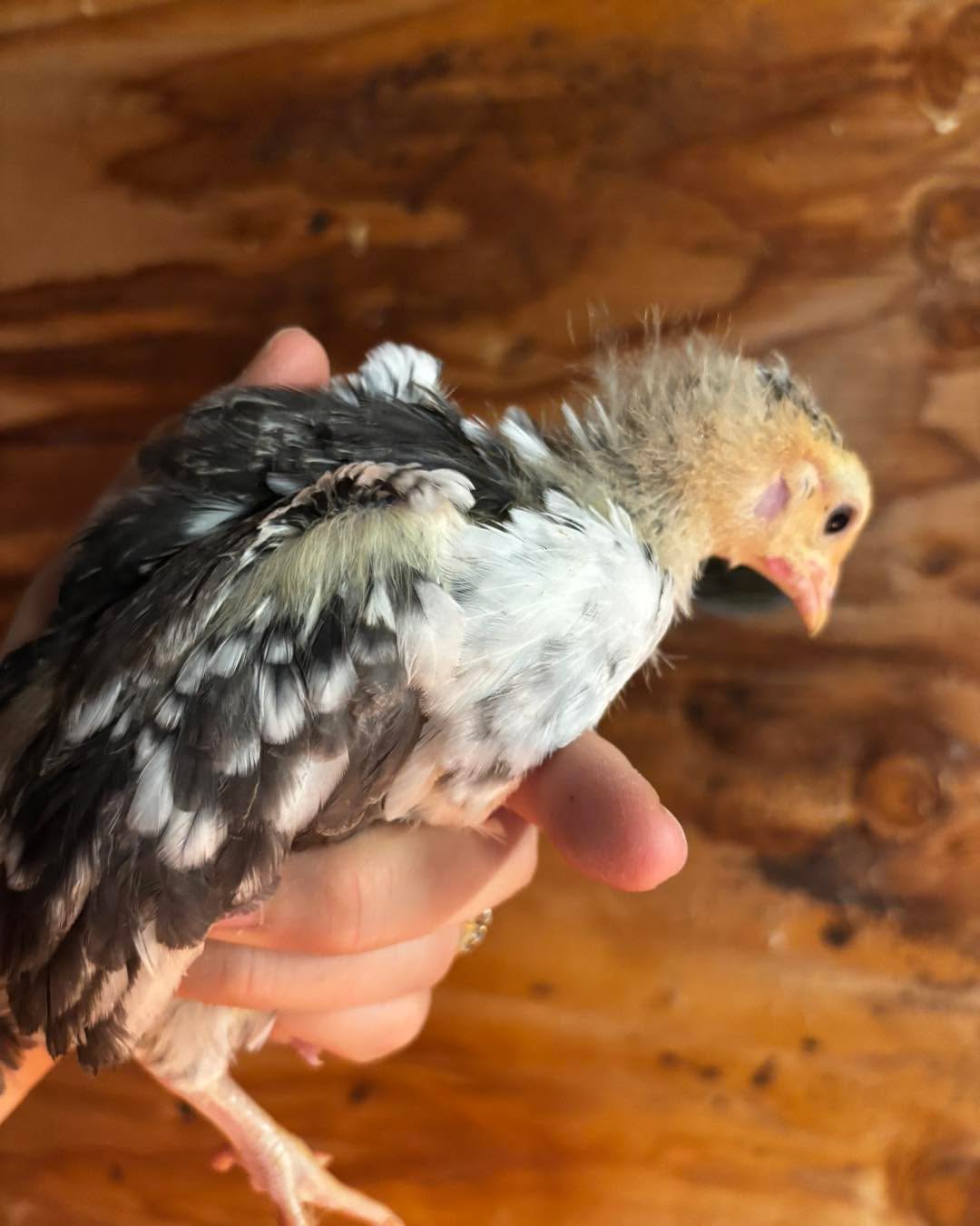 Palo Cedro 4-5 week old Swedish Flower Hen Chicks they are mostly feathered out, but may still need some supplemental heat if it gets cold overnight. these are straight run -however special rooster buy back option- for this batch only if you notify me by April 25 and return any Roosters that weekend I will refund for the cost of the purchase price for them. You must purchase at least six for this offer. This breed is a little notorious for having some late developing Roosters so there may still be some later. Please message for more details if you’re interested.