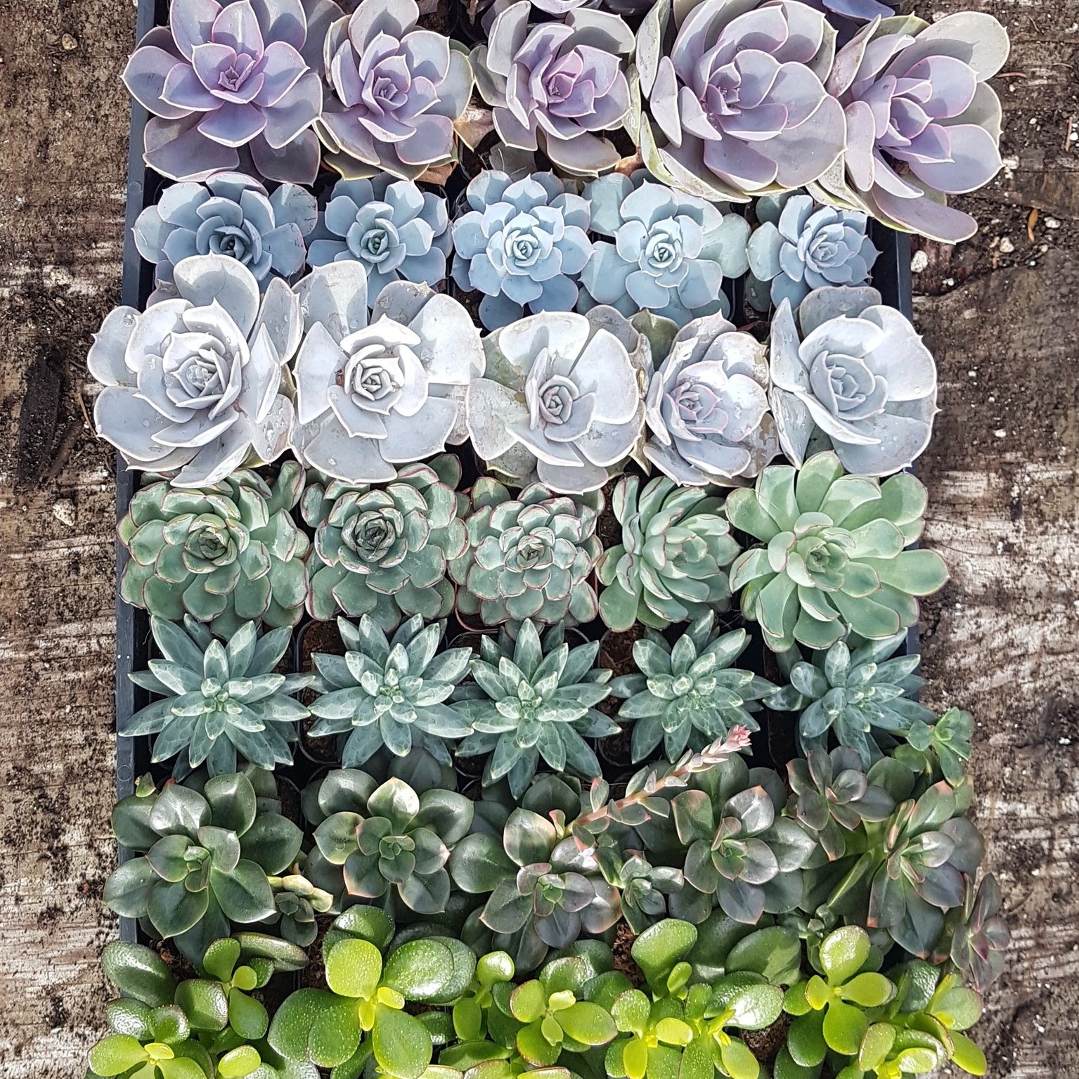 Last-minute event favors? We’ve got you. 🌿
When timelines get tight, our mini succulents make bulk ordering simple — with clear pricing, short minimums, and delivery across Canada.
Perfect for:
💍 Weddings
🌸 Bridal showers
🏢 Corporate events
🎉 Client gifts
Each order arrives ready to place, with consistent packaging that planners and hosts can rely on.
If you need favors that look beautiful and arrive on time, we’ve got it covered.
Explore our bulk-ordering portal → link in bio
www.gtplants.ca
What event are you planning next? 🌿📦✨
#SucculentFavors #WeddingFavors #EventPlannerLife #CanadianWeddings #EcoFriendlyFavors #CorporateEventIdeas #PlantFavors #WeddingPlanner #ShopSmallCanada #GTPlants
See the bundles and planner-friendly order guide:
www.gtplants.ca
Which tablescape would you choose for your event? 💍🌸