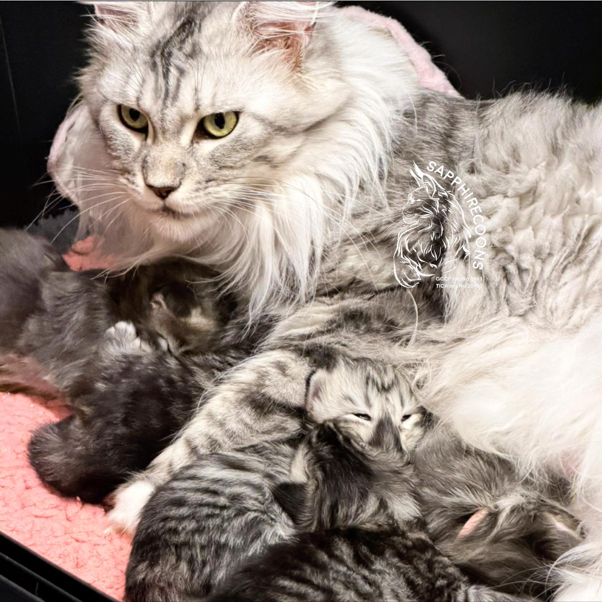 Happy Mother's Day to all the incredible
mothers of the world! 🥳❤️💐
Whether you are guiding little hands, watching over tiny paws, or keeping your flock safe, today is a celebration of you. To every mom-human or animal-thank you for your fierce protection, endless patience, and unconditional love.❤️💐
Motherhood is a universal language, and the world is a gentler place because of the care you give. ❤️
Wishing every mother, big and small, a beautiful and peaceful day!
🥳🩷💙💜🧡💚💐🐈⬛🐈🐈⬛🐈🐈⬛😘
#mother #day #motherday #motherdaycelebration #MotherDaySpecial #ProudBreeder #SapphireCoons #MaineCoon #ChampionCat #KittenChampion #KittenLove #adorablekitten #CuteCats #MaineCoonLove