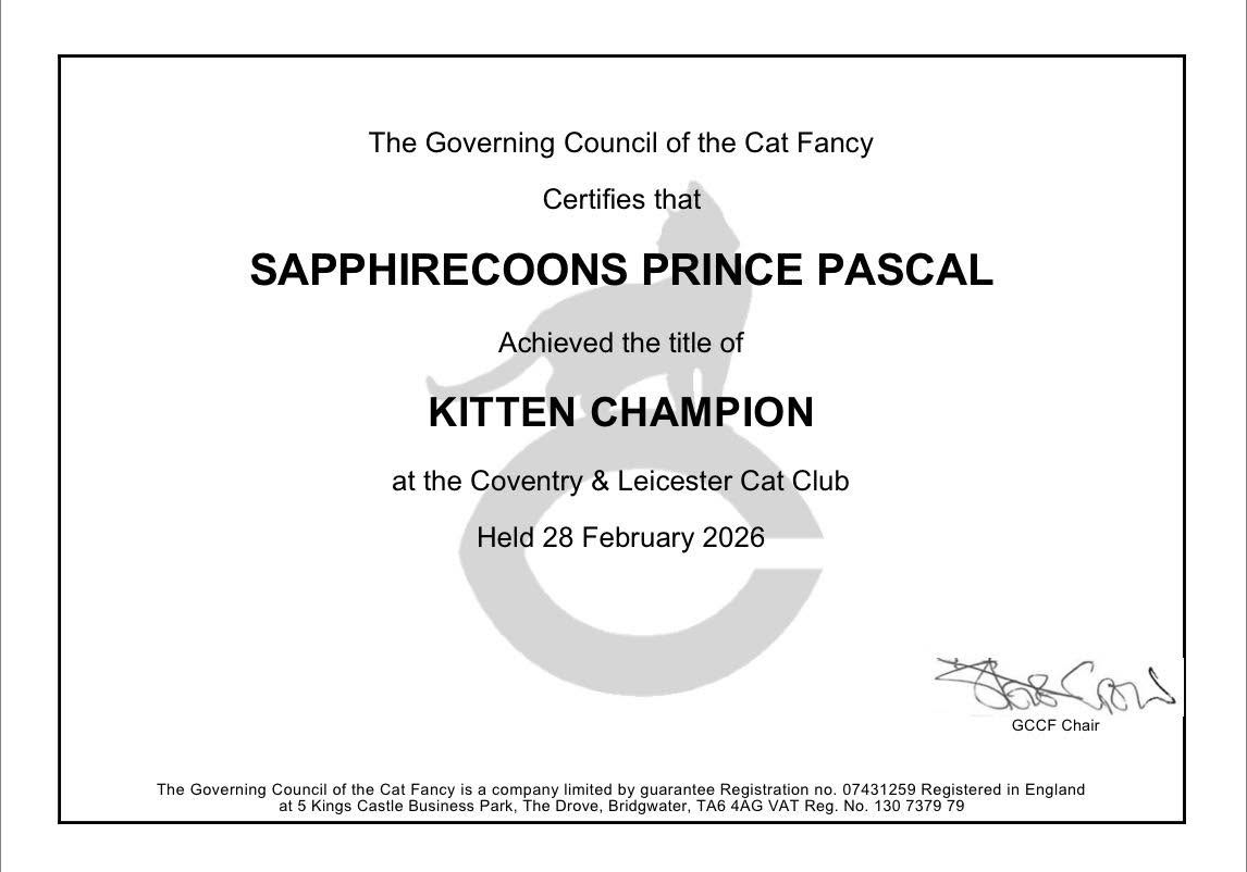 I am absolutely bursting with pride and joy! 🎉 My beautiful boy, SapphireCoons Prince Pascal, has officially received his Kitten Champion title and certificate! 🏆✨
Words cannot even begin to describe how incredibly happy I am. He is growing into such a stunning, sweet, and confident boy, and seeing his beauty and wonderful temperament recognised means the absolute world to me. He was an absolute star, and I couldn't be prouder mom-breeder right now. Way to go, my sweet little champion! 🐾💙🥇
#SapphireCoons #KittenChampion #CatShow #ProudBreeder #MaineCoon #ShowCat #ChampionCat