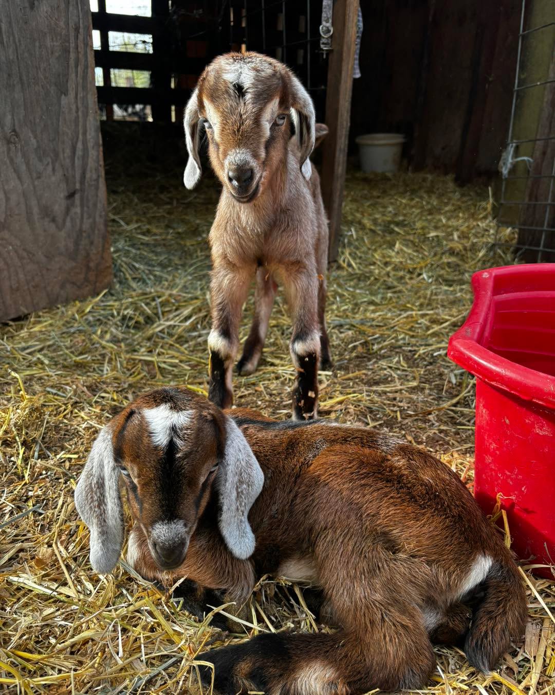 New kids photo dump…:)