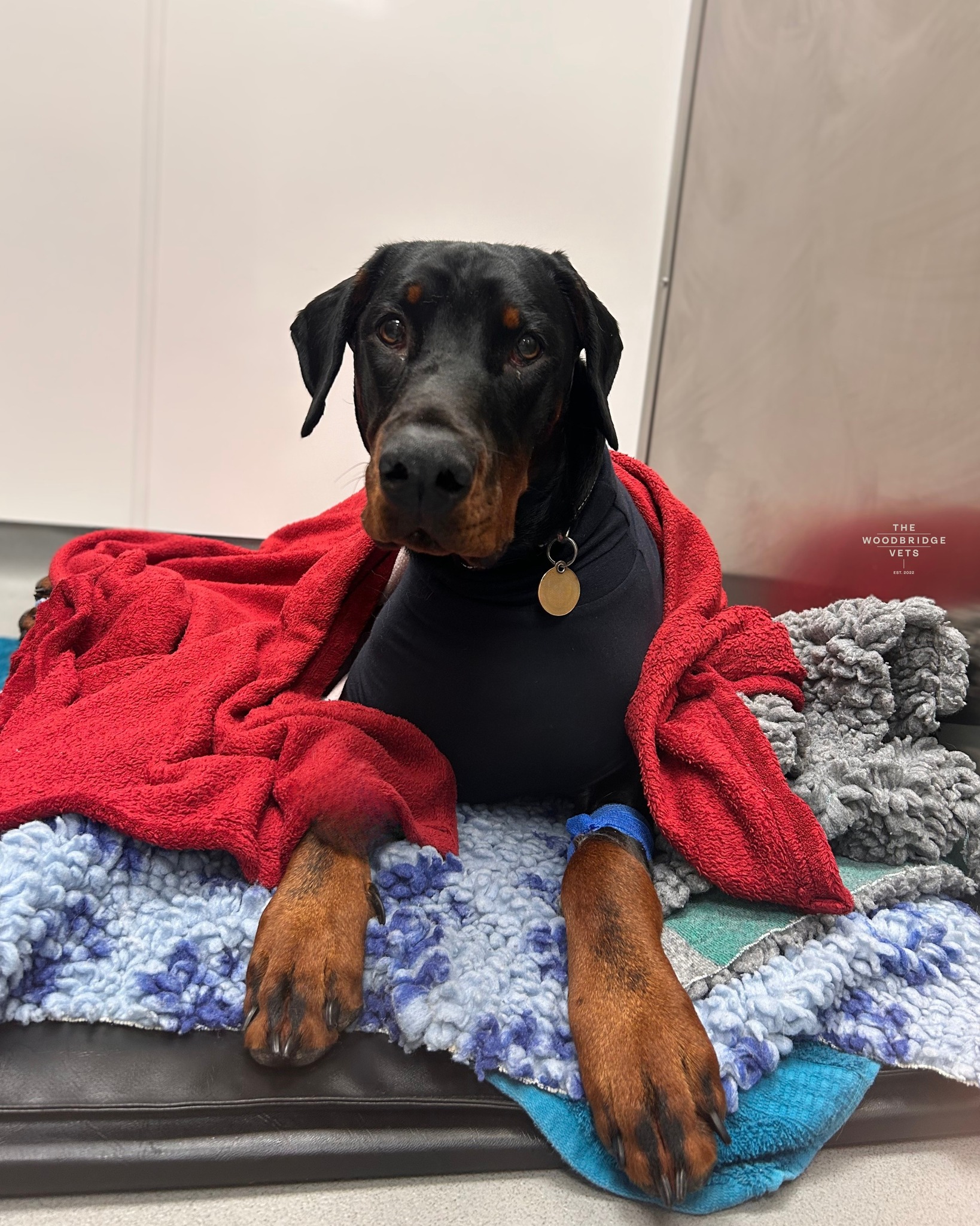 At many veterinary practices, advanced surgeries are performed by travelling surgeons. While convenient on paper, this can sometimes create a gap between the pet owner and the surgeon. Follow-up care may be harder to arrange, and if complications arise, owners can feel unsure about who is overseeing their pet’s recovery. Coordinating with visiting surgeons can also cause delays, prolonging discomfort and worry for both pets and their families.
At our practice, we do things differently. We prioritise open communication, continuity of care, and compassionate support throughout every stage of your pet’s surgical journey. Knowing and trusting the surgeon performing the operation - and being able to speak with them directly - offers invaluable peace of mind ❤
Take Ted, for example, who arrived as an emergency with a ruptured bladder. Our vets Lizzie and Simon operated immediately and continued to care for him throughout his recovery. His family were kept informed at every step, knowing exactly who was overseeing his care, and could trust that he was in expert hands from surgery to discharge appointment.
Stories like Ted’s highlight what we believe sets our practice apart: continuity, compassion, and hands-on care. We don’t just perform surgery - we support you and your pet through every step, ensuring confidence, reassurance, and the very best outcomes for the ones you love ❤
#thewoodbridgevets #independentbusiness #independentpractice #veterinaryservices #veterinarymedicine #inpatientcare #canine #localcommunity #veterinarystaff #felinepractice #veterinarymedice #veterinaryservice #continuityofcare