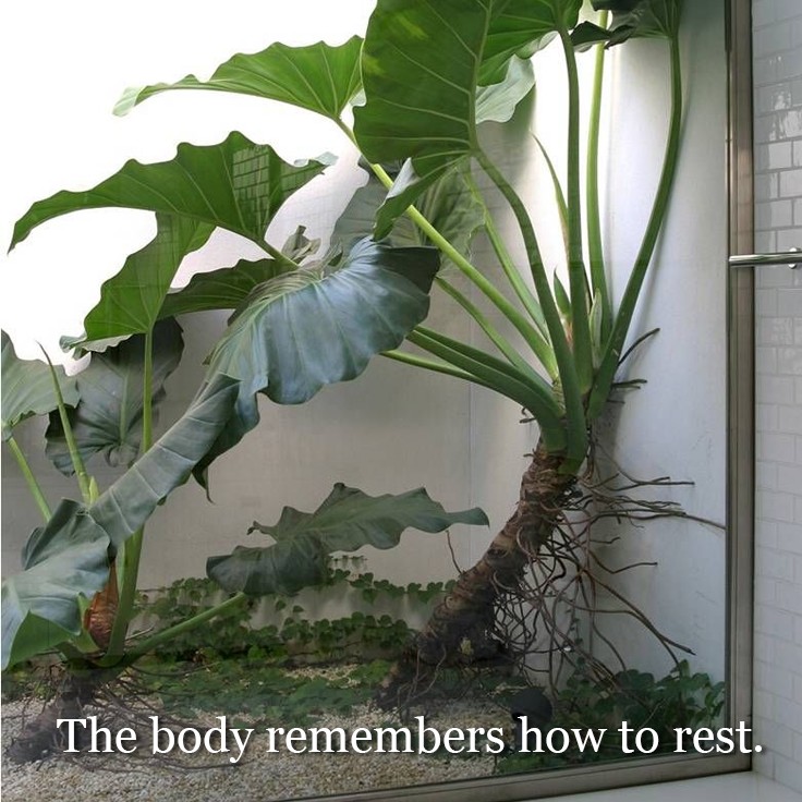 One thing that appears regularly in sessions is how unfamiliar genuine rest can feel.
When the body has been managing pressure for a long time, slowing down can initially feel strange. The system still expects the next demand.
Given enough quiet and support, the body begins to recognise that it can soften. Breathing changes. Muscles release.
This is often where deeper shifts begin.