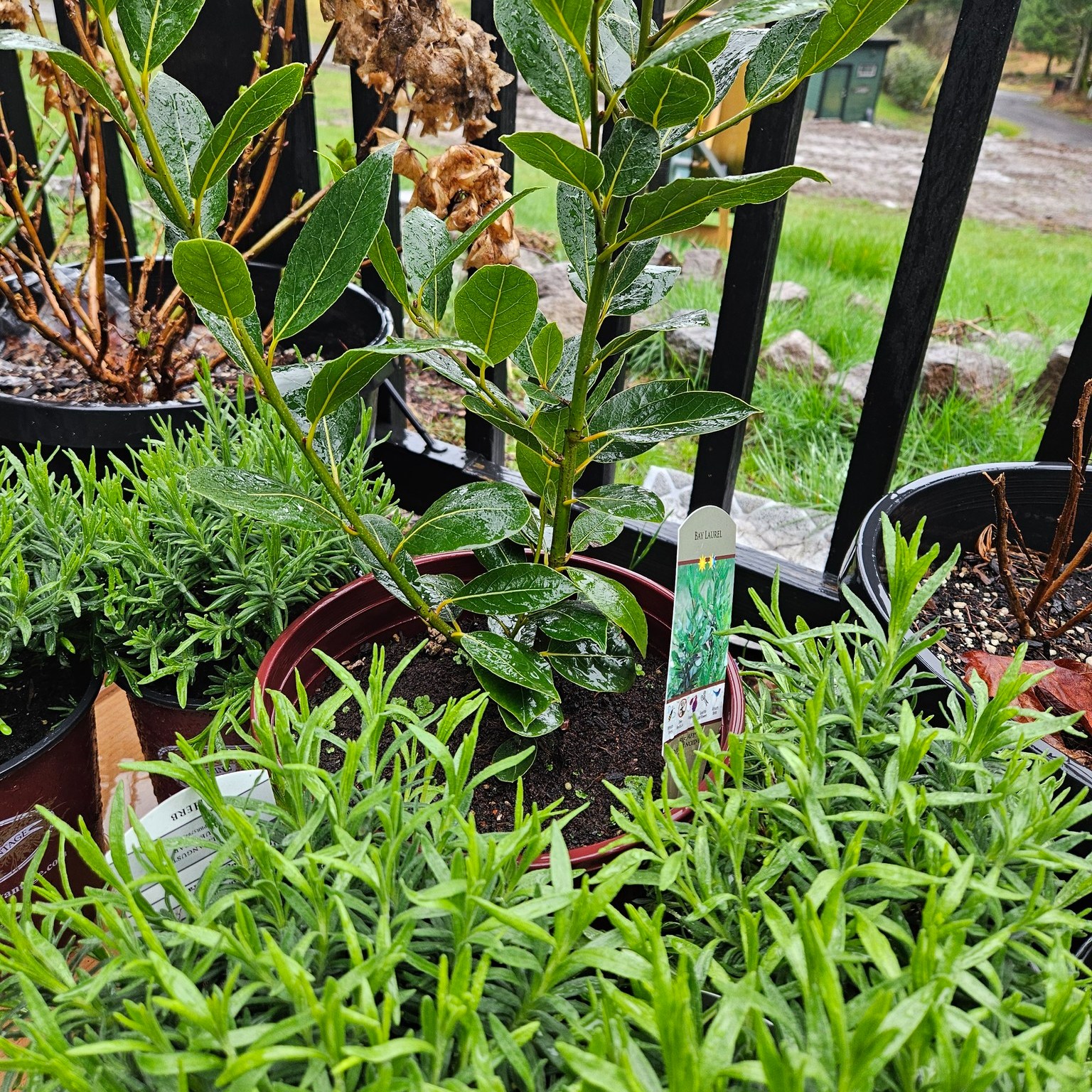 Spring is awakening around us, and buds are starting to appear on the flora. I have gathered some herbs and have a few projects that take more hands. This Saturday, the 21st, we’re getting our hands in the dirt to prepare our space for the long Summer days ahead.
A centerpiece of the day will be planting a dedicated Bay Laurel (Laurus nobilis) for Medusa—a living symbol of protection, strength, and sovereign space for all who gather here.
The Plan:
Work: Planting, prepping, and tending the soil together.
Tools: Please bring your own gardening gloves and hand tools if you have them!
Gathering: Sharing a potluck lunch, stories, and garden wisdom. Bring a dish to share, or just your own lunch.
DM for the address and start time, or just to let us know you’re coming so we can hold a spot at the table for you!