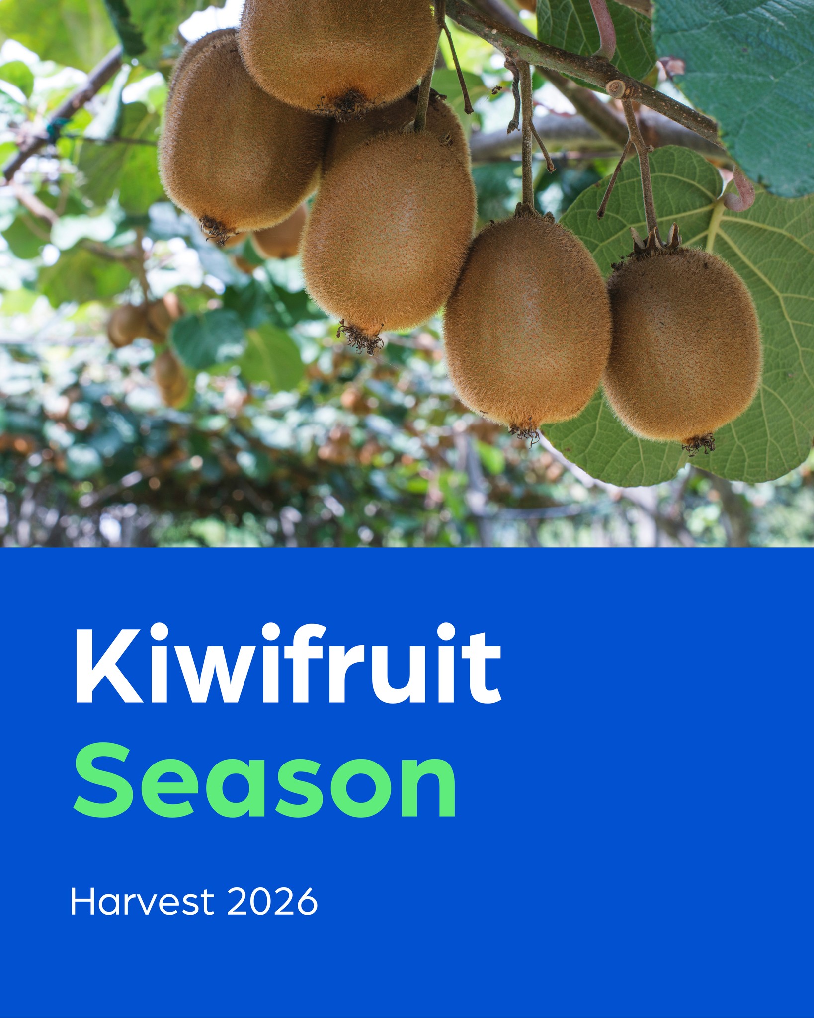 🥝 Kiwifruit Harvest 2026 is underway 🥝
Across the Bay of Plenty, orchards and packhouses are kicking into gear as kiwifruit harvest gets underway.
It’s always a big moment for the region and the people who make the industry what it is.
Our team will be busy behind the scenes helping keep packhouses and coolstores running smoothly throughout the season.
#KiwifruitHarvest #BayOfPlenty #NZGrowers #HarvestSeason #Kiwifruit