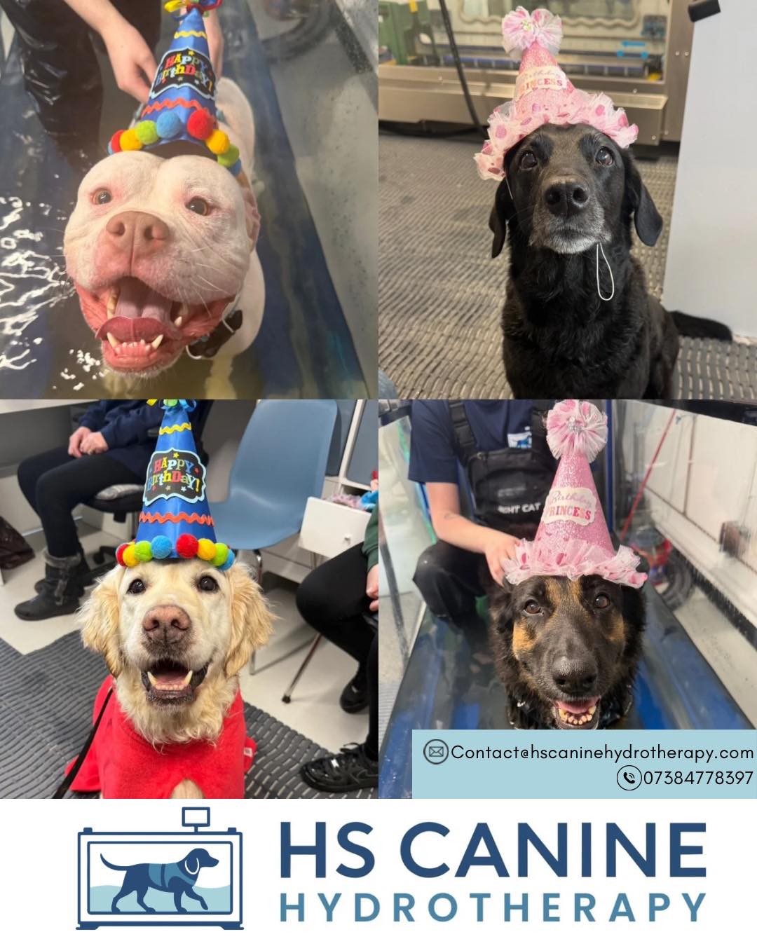 🎉 Birthday Celebrations at HS Canine Hydrotherapy! 🐾
At HS Canine Hydrotherapy we love celebrating our amazing dogs and their special days!
🐶 Ripley (top left) will be turning 5 next week we’re looking forward to celebrating with him!
🎂 Scrumpy (top right) celebrated her 13th birthday this week – such an amazing milestone!
🎈 Monty (bottom left) also turned 11 this week – happy birthday Monty!
🐾 Trixie (bottom right) has recently turned 9 – another lovely birthday to celebrate.