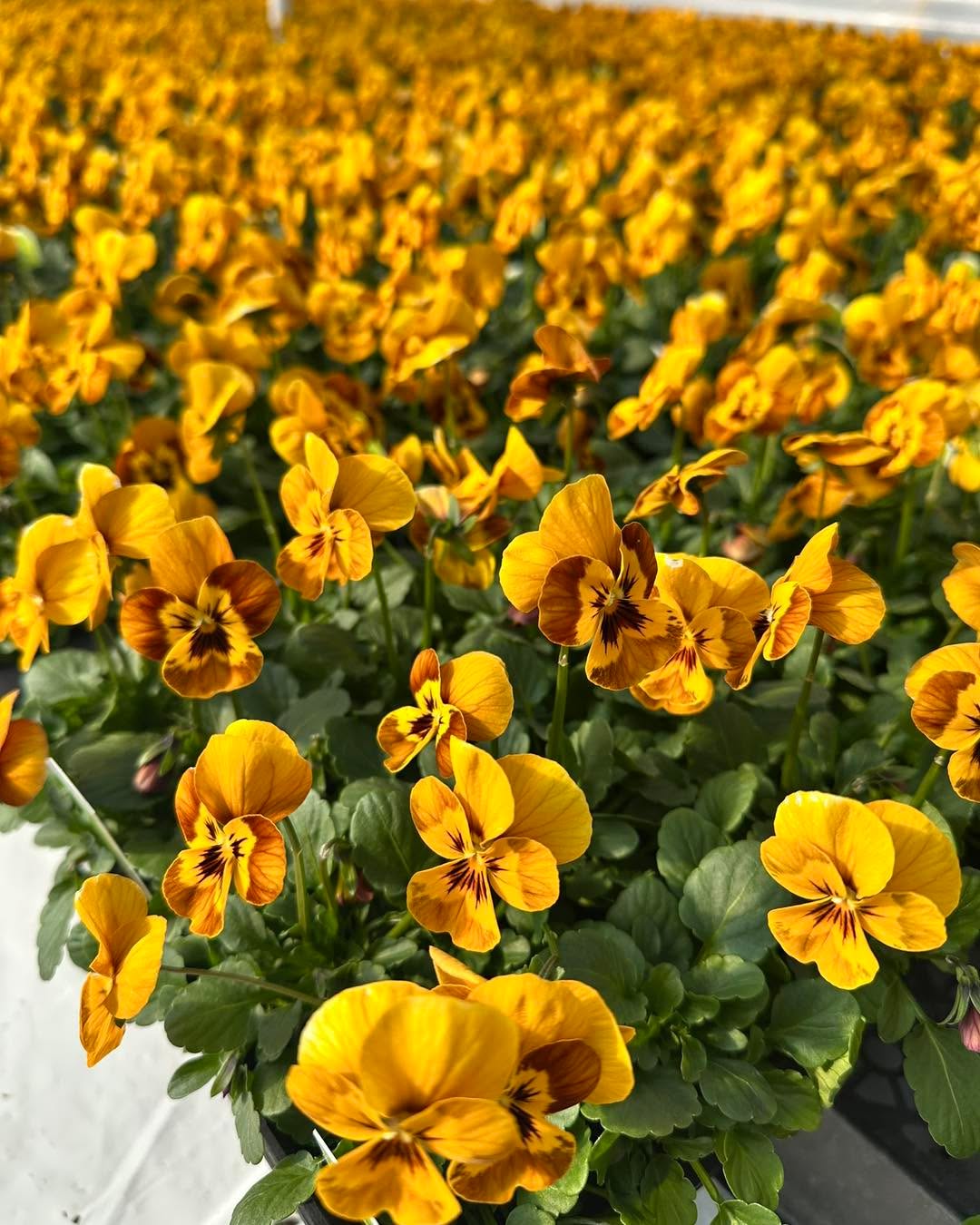 Nothing says spring like blooming violas!