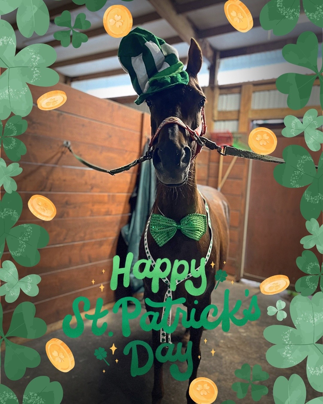 Wishing everyone a Happy St. Patrick's Day from Tacoma Equine Hospital! Rikki, pictured here, is extra excited because it's also her birthday!