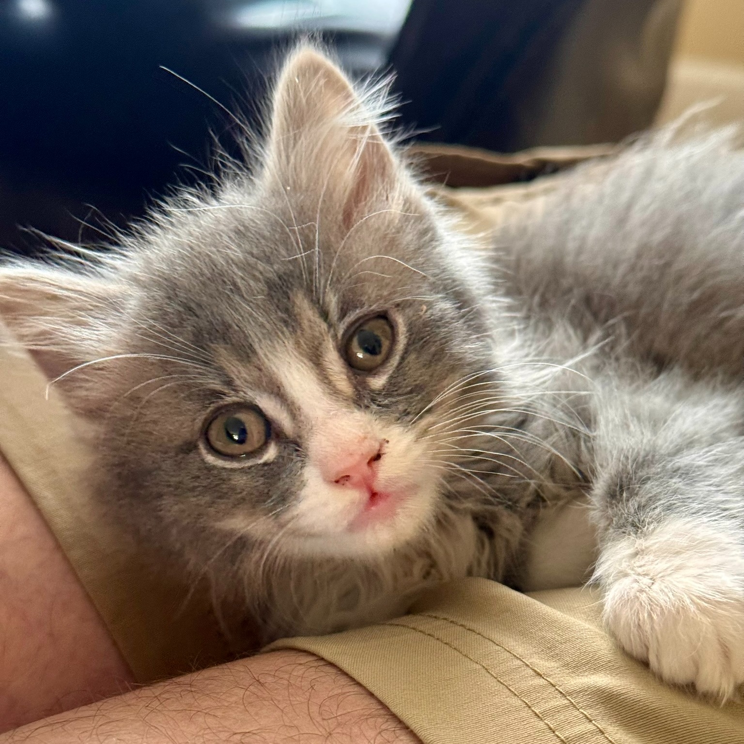 Meet the newest addition to our family! Isn't he the sweetest? 🐈
We are completely smitten, and I have a feeling he’s going to fit in just fine around here.
#NewKitten #KittenLove #NewestAddition #CatFamily #SweetKitten #FluffyKitten #PetLife #FamilyMoments #TinyPaws #CatsOfInstagram #KittenCuddles