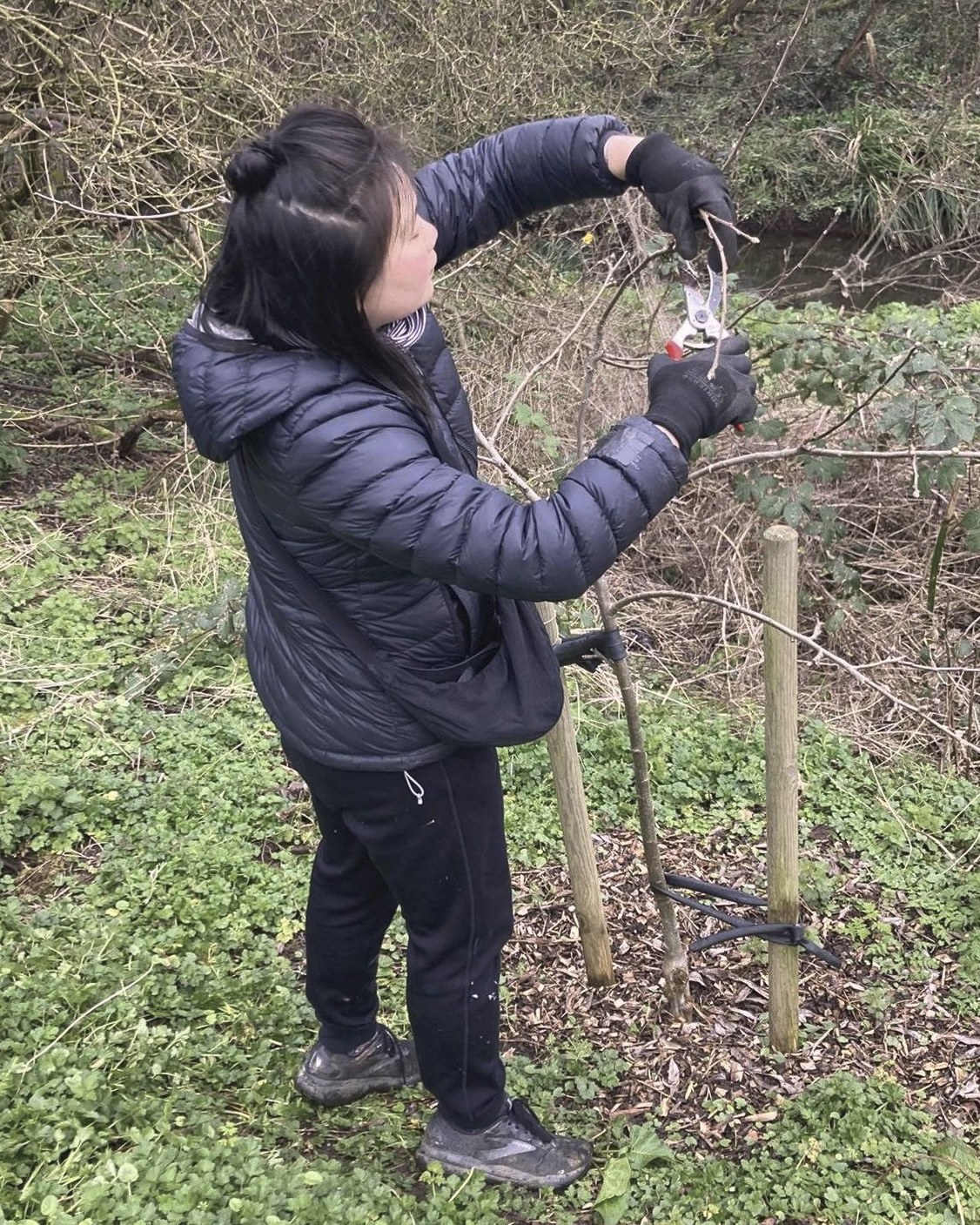 We completed the #HazelwellRiverbabkOrchard #WinterPruning work last week in our #FruitAndNutVillage #Stirchley. Last time it was rained off, so this is a great result!