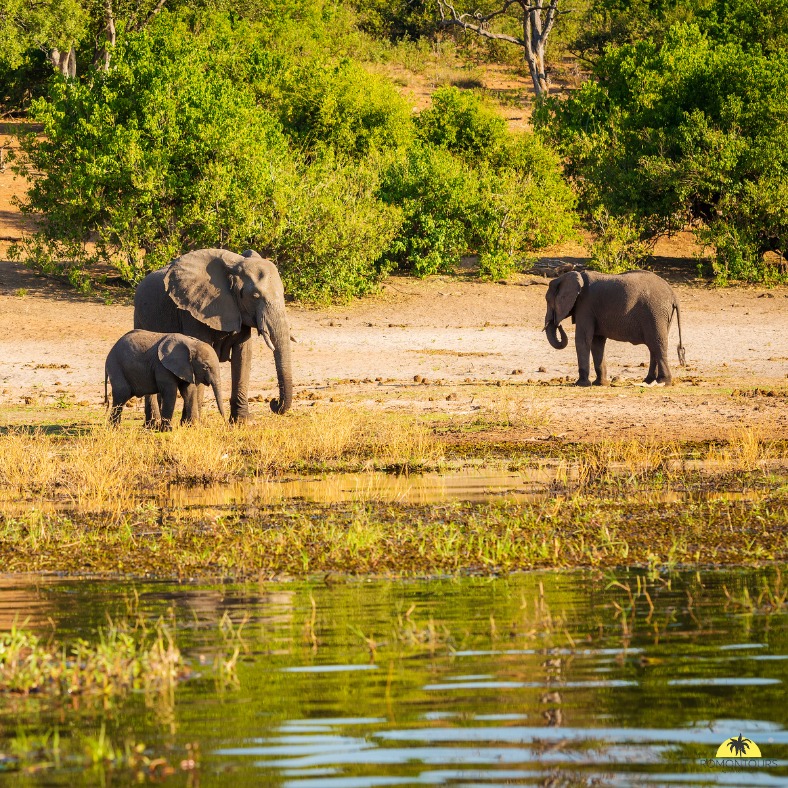 𝐌𝐨𝐳𝐚𝐦𝐛𝐢𝐪𝐮𝐞 : 𝐬𝐚𝐟𝐚𝐫𝐢 𝐞𝐭 𝐩𝐥𝐚𝐠𝐞𝐬 𝐩𝐚𝐫𝐚𝐝𝐢𝐬𝐢𝐚𝐪𝐮𝐞𝐬 𝐝𝐚𝐧𝐬 𝐮𝐧 𝐦𝐞̂𝐦𝐞 𝐯𝐨𝐲𝐚𝐠𝐞
Envie d’un voyage qui combine aventure et détente ? Le Mozambique est une destination encore préservée qui permet de vivre l’Afrique dans toute sa diversité.
Ton séjour peut commencer par quelques jours de safari dans les réserves naturelles de la région. C’est l’occasion d’observer les célèbres Big Five : le lion, l’éléphant, le léopard, le rhinocéros et le buffle. Dans ces paysages sauvages et authentiques, chaque sortie devient un moment unique au cœur de la nature africaine.
Après l’aventure, direction l’océan Indien pour terminer le voyage sur les plages idylliques de l’archipel de Bazaruto. Sable blanc, eaux turquoise et récifs coralliens offrent un cadre parfait pour la plongée, le snorkeling ou simplement se détendre face à l’immensité de l’océan.
Un circuit au Mozambique permet ainsi de combiner safari et séjour balnéaire, pour un voyage complet entre grands espaces africains et paradis tropical.
#Mozambique #SafariAfrique #BigFive #Bazaruto #SafariEtPlage #VoyageSurMesure #AfriqueAuthentique #romontregion #romont