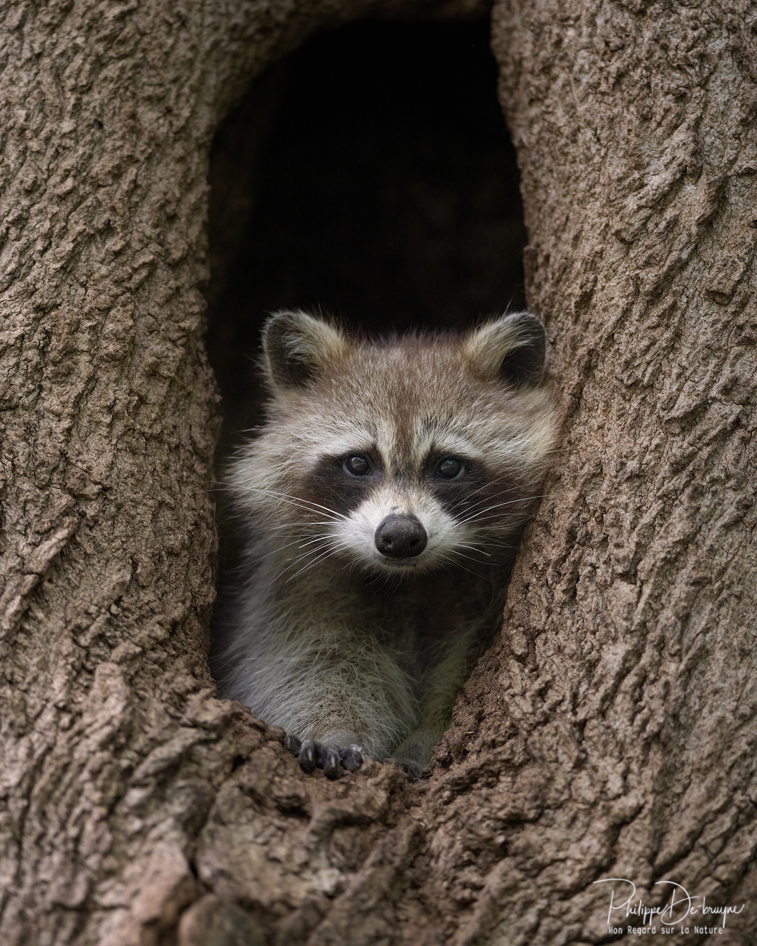 Hello le raton laveur 🦝
J'étais plutôt discret ces derniers jours, je vous donnerai des nouvelles dans une vidéo cet après-midi 😉
Philippe DE-BRUYNE© Mon regard sur la nature
La vente d'impression est un excellent moyen de m'encourager 🙏
#nature #wildlifephotography