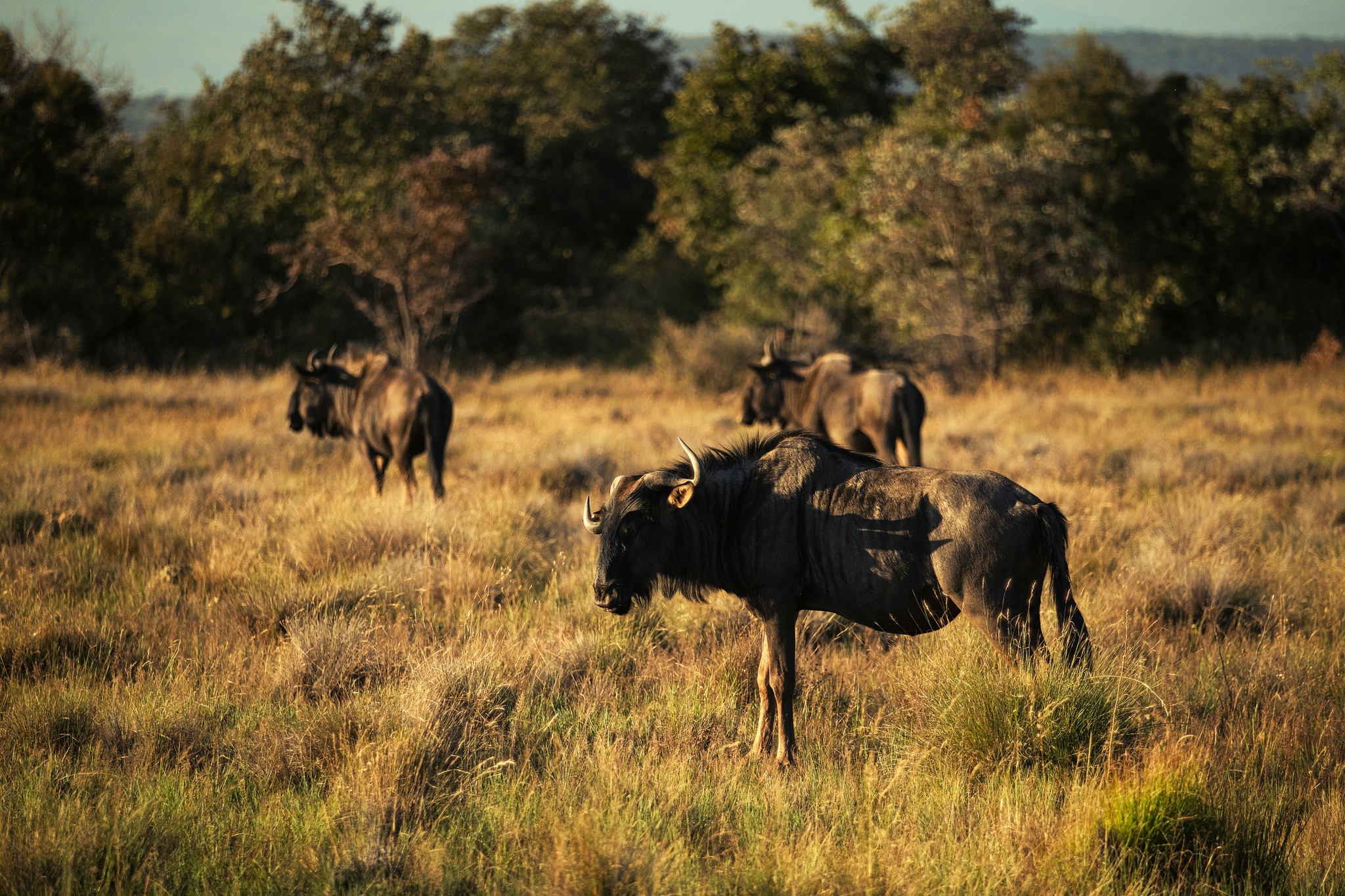 Out here, the blue wildebeest are part of everyday life - plentiful, present, and always moving with the rhythm of the bush.
#57Waterberg #Welgevonden #BlueWildebeest #SlowSafari