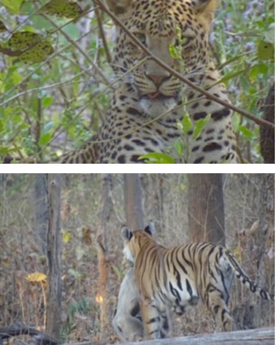 Lisa & Stephen have just spotted these two absolute beauties on their Indian Safari🐆🐅
They’ve explored three incredible national parks on their journey, each offering amazing wildlife encounters and unforgettable scenery. Next stop is Goa for a few days of relaxation before finishing their adventure with a vibrant city stay in Mumbai.
India really does deliver the perfect mix of wildlife, culture and relaxation.
If a safari like this is on your travel wish list, get in touch and I’d love to help you plan something similar.
#IndianSafari #TigerSafari #LeopardSighting #WildlifeTravel #IncredibleIndia #SafariAdventure #TravelInspiration #BucketListTravel