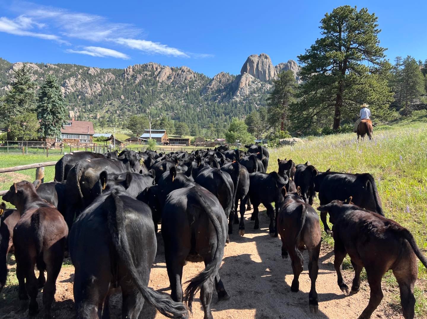MacGregor Beef is sold out for 2026. Order Now for 2027! 🥩🐄
https://www.macgregorranch.org/grass-fed-beef
Thank you to everyone who reserved beef this year and continues to support the ranch. Our cattle live the good life here at MacGregor Ranch, grazing mountain pastures, enjoying fresh air, open space, and the care that comes from our amazing team and their thoughtful stewardship.
A big shoutout to our foreman, Luke Marshall, whose careful herd management and feeding program helped increase our average hanging weights for orders by 28% this past year; bringing even more high-quality MacGregor Beef to each customer.
Missed out this year? Don’t worry! We are taking orders now for 2027. Be ready, spots fill quickly!
Thank you for supporting local ranching and MacGregor Ranch!