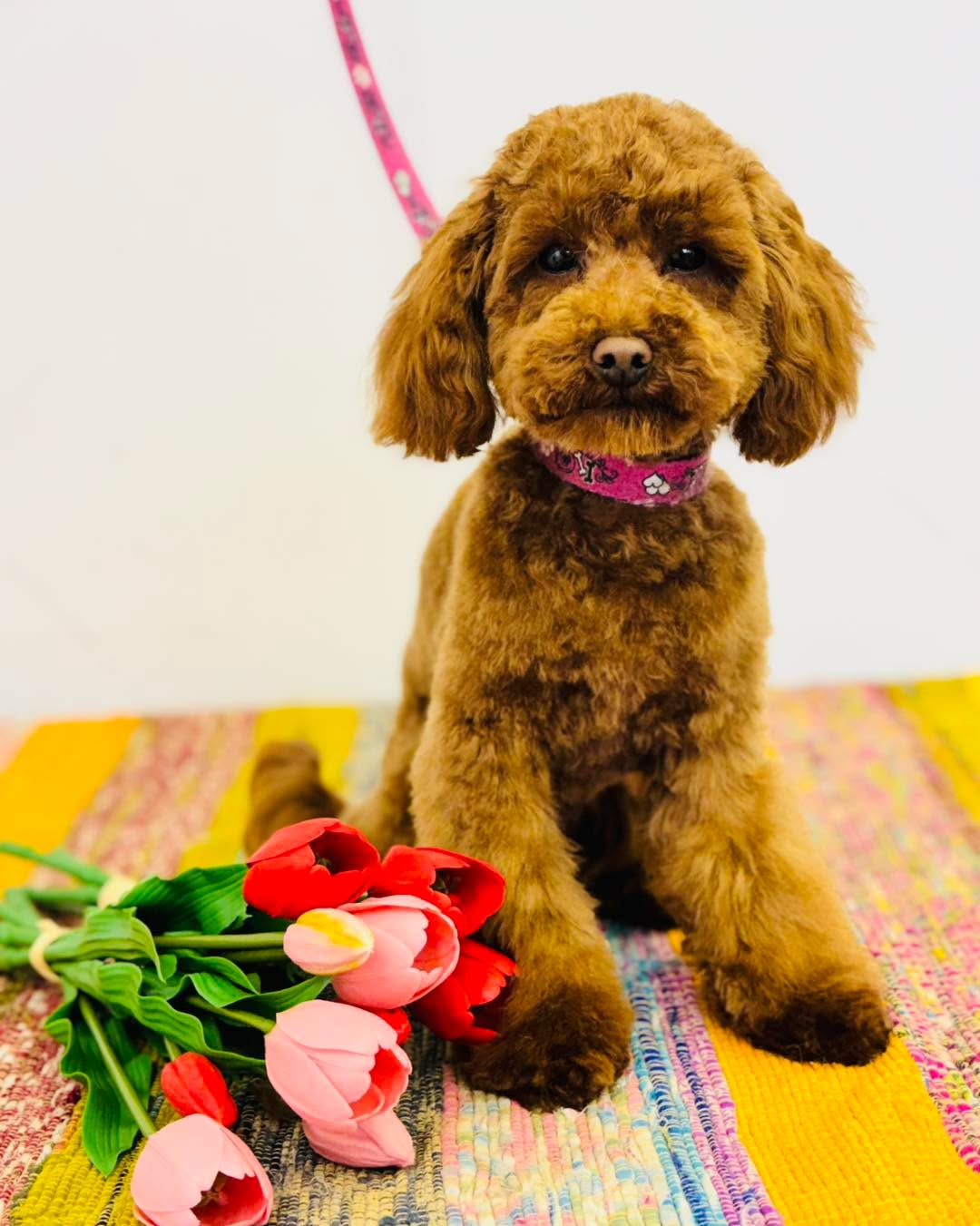 Chad the mini poodle has his first big big cut he did so very well what a super star ⭐️
Peace ☮️ Love ❤️ & Paws 🐾
#minipoodle #minipoodlepuppies #minipoodlepuppiesoninstagram