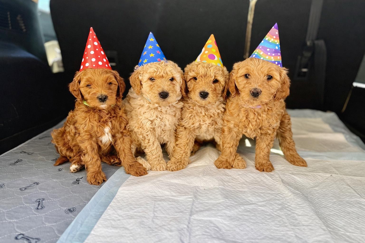 Happy 1st birthday to our first litter of puppies!!! I'm so happy they all went to amazing homes!
Love and miss them all!