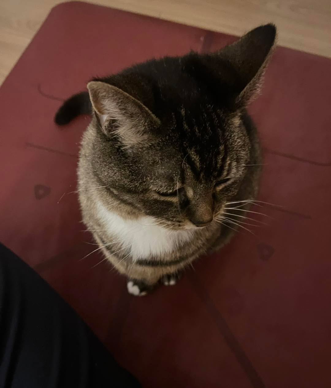 🔥 Tapas (heat) = showing up for yourself
Deepen your practice, ignite your inner fire, and don’t miss our Wednesday midday class (8th April) 🌿
Plus, a little peek at my Kew Gardens adventure 🌸
Full blog in bio!