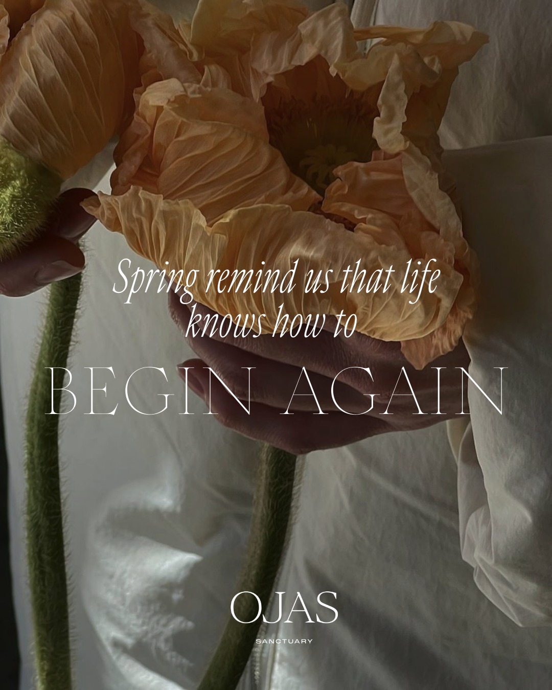 Spring is a season of awakening.
In Ayurveda, this time of year is linked to Kapha, the energy of earth and water that tends to accumulate during the heavier, colder months of winter.
As the days grow warmer and lighter, the body naturally begins to seek the same qualities: lightness, movement, and renewal.
The Spring Equinox invites us to realign with these rhythms through simple rituals that reconnect us with nature, with our body, and with our own life force.
Because just like the earth, we also carry within us the intelligence to begin again.
#OjasSanctuary #SpringEquinox #SeasonalLiving #KaphaSeason
#HolisticWellness