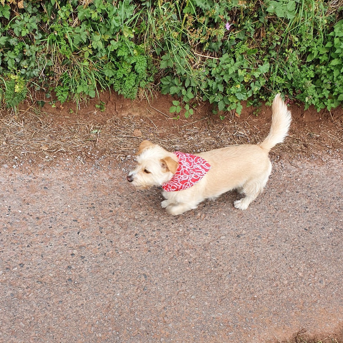 Dog Walking Field Availability
Looking to book the dog walking field over the next few days? Here is our current availability:
Friday
9:00am–10:00am
2:00pm–2:30pm
5:00pm–5:30pm
6:30pm onwards
Saturday
8:30am–9:00am
Sunday
8:30am–9:00am
From 5:00pm onwards
These sessions can all be booked on our website.