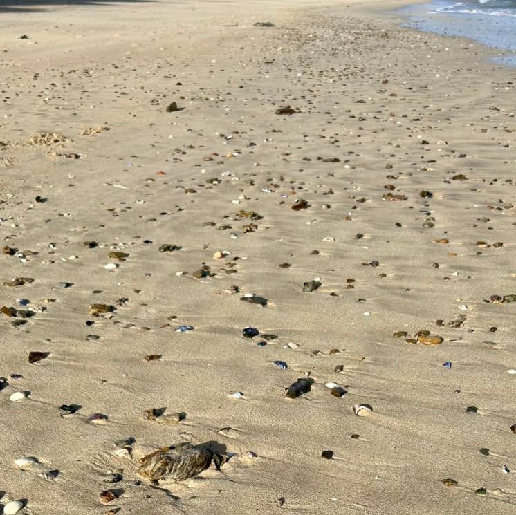 Cannot believe that we’ve gone from sunshine, to rain the hail, thought the temperature had dropped. 🥶 😂 🩵
#stives #cornwall #weather #twestives #thewildflowereditstives