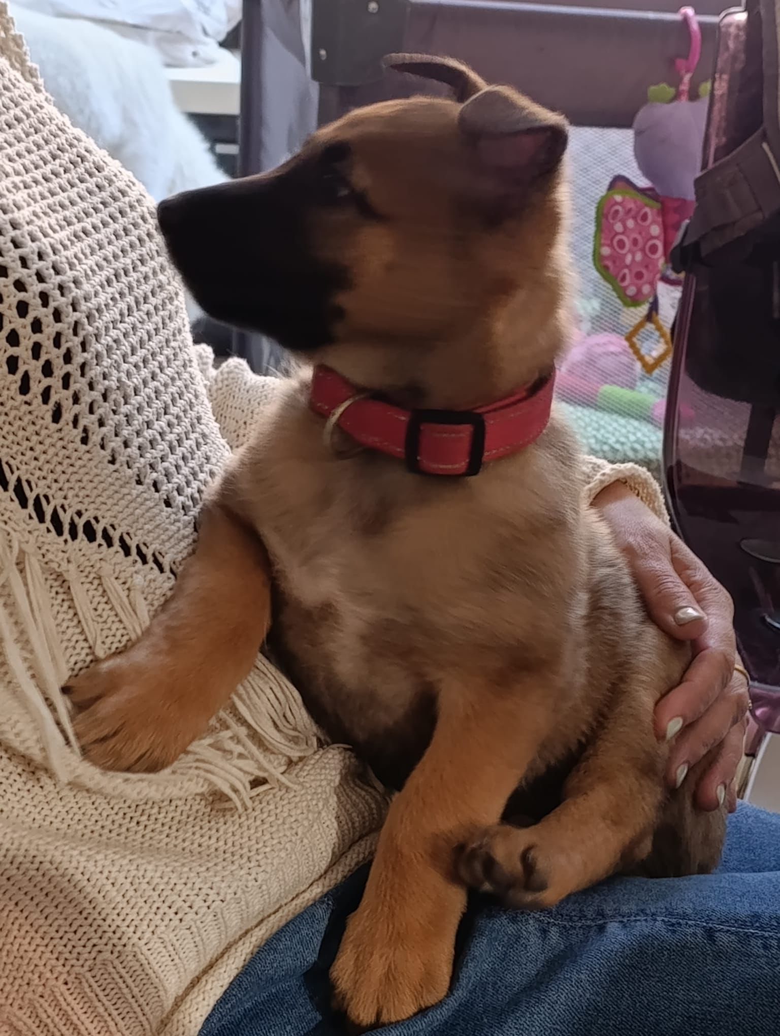 🦴 4 Teefjes Mechelse Herders Pups Beschikbaar!🦴
Deze schattige pups zijn nu 6 weken oud en zoeken een liefdevol thuis. Ze zijn vanaf de geboorte met veel zorg en aandacht opgevangen door in een huis en gesocialiseerd door een betrokken persoon.
Ik help graag om geschikte, liefdevolle baasjes te vinden die deze pups een gouden mandje willen bieden.
Heb je interesse of wil je meer informatie? Bel gerust naar 0476/899.837
Groeten,
Johan
---
Laat maar weten als je nog meer aanpassingen wilt!