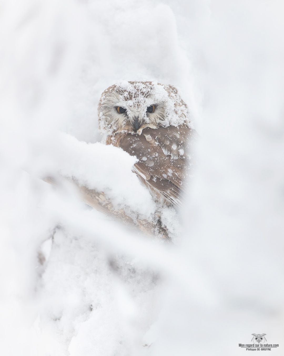 Chouette hiver 🦉❄
Peut-être qu'une de ces images vous plaira et vous donnera le goût d'une impression ?
Quand on me dit que je fais le plus beau métier du monde, avec un chiffre d'affaires d'environ 50$ par semaine, je considère ça comme une passion et non un métier 😅
Cette passion est une aide précieuse pour surmonter la maladie, je retire de la nature une énergie et un optimisme face à l'avenir !!
Mais je tiens à remercier le peu de personnes qui m'encouragent 🙏
Je voulais juste être claire avec vous, seule une élite de photographes animaliers arrive à vivre de la photographie.
Pour m'encourager, je vous offre 15% de réduction avec le code 15% !!
Philippe DE-BRUYNE© Mon regard sur la nature