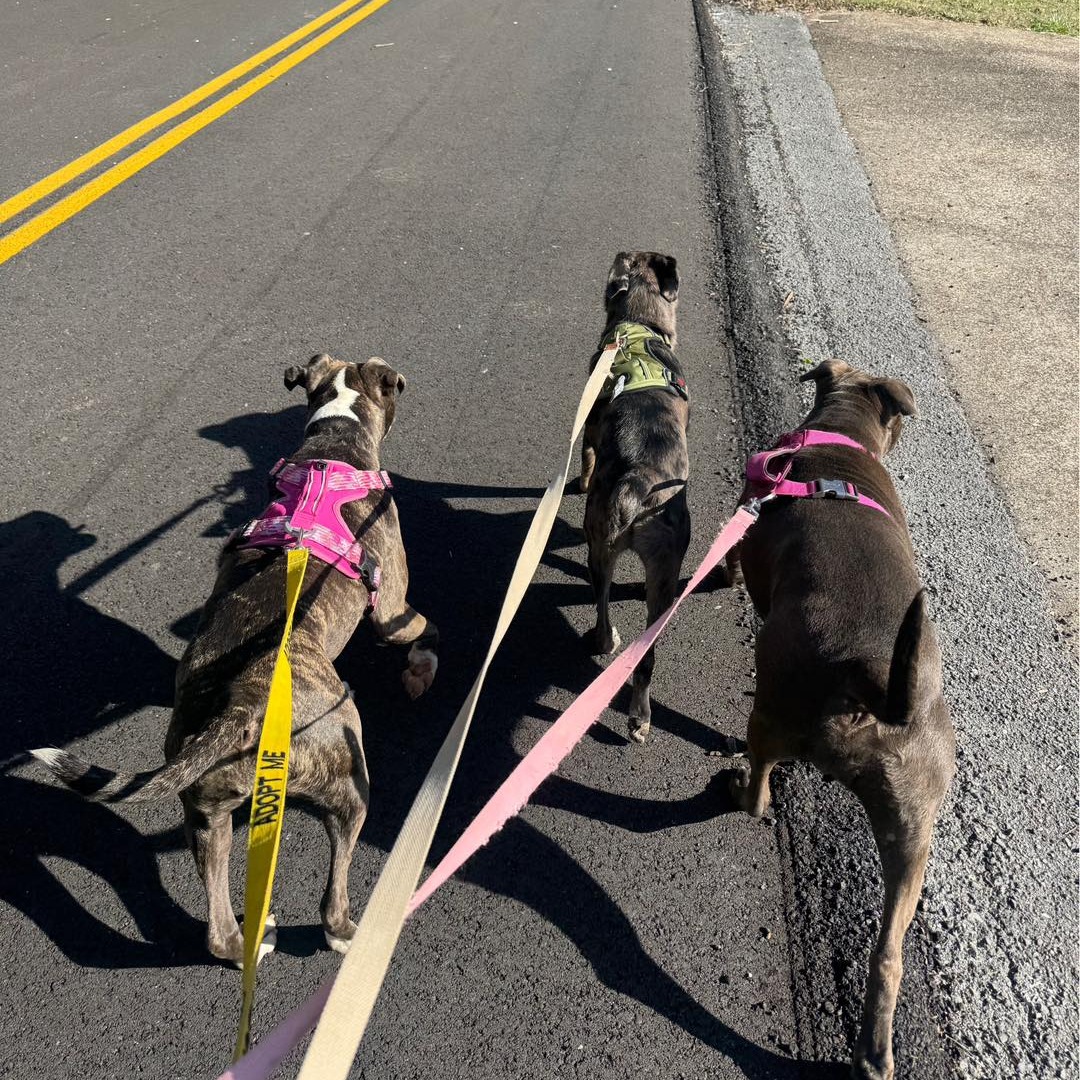 Our first scheduled dog walk behind the building was a success! We have some regular dog walkers who took out every”walkable” dog from the shelter on Friday morning. After walking together, we can say that Pearle, Yota, and Lucinda are now best friends. Lucinda and Pearle are the cutest little couple in their outdoor run and we hope to find all of the dogs a friend they can hang out with in the yards. Walking together is a great way for these kind of introductions. If you are interested in joining a group dog walk or just want to walk a dog on your own, please sign up to volunteer and we will get you connected. #walkashelterdog #doghike #dogenrichment