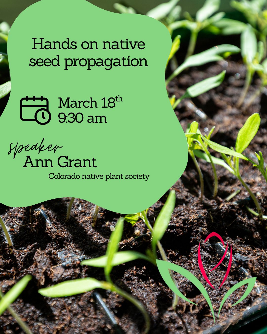 Get your garden gloves ready! ๐งคโจ
The Greeley Morning Garden Club is gathering this Wednesday, March 18, for a very special "hands-on" March meeting. We aren't just talking about gardening this monthโweโre doing it!
We will be diving into Native Seed Propagation with the wonderful Amy Grant. If youโve ever wanted to learn how to grow Colorado-hardy plants from scratch, this is the meeting for you.
๐ Where: FMS Bank Community Room
๐๏ธ When: Wednesday, March 18
๐ Time: Doors open at 9:15 AM | Meeting at 9:30 AM
Tag a friend youโd like to bring along! ๐ฏโโ๏ธ
#GreeleyMorningGardenClub #NativePlants #GreeleyEvents #GardenClub #SeedPropagation #ColoradoGardens