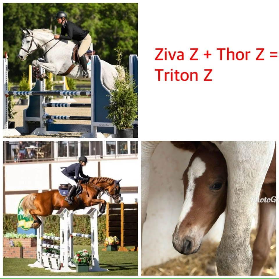 Thor’s First Foal Arrived
So excited for Cathy Rheinheimer and crew!
Welcome Triton Z