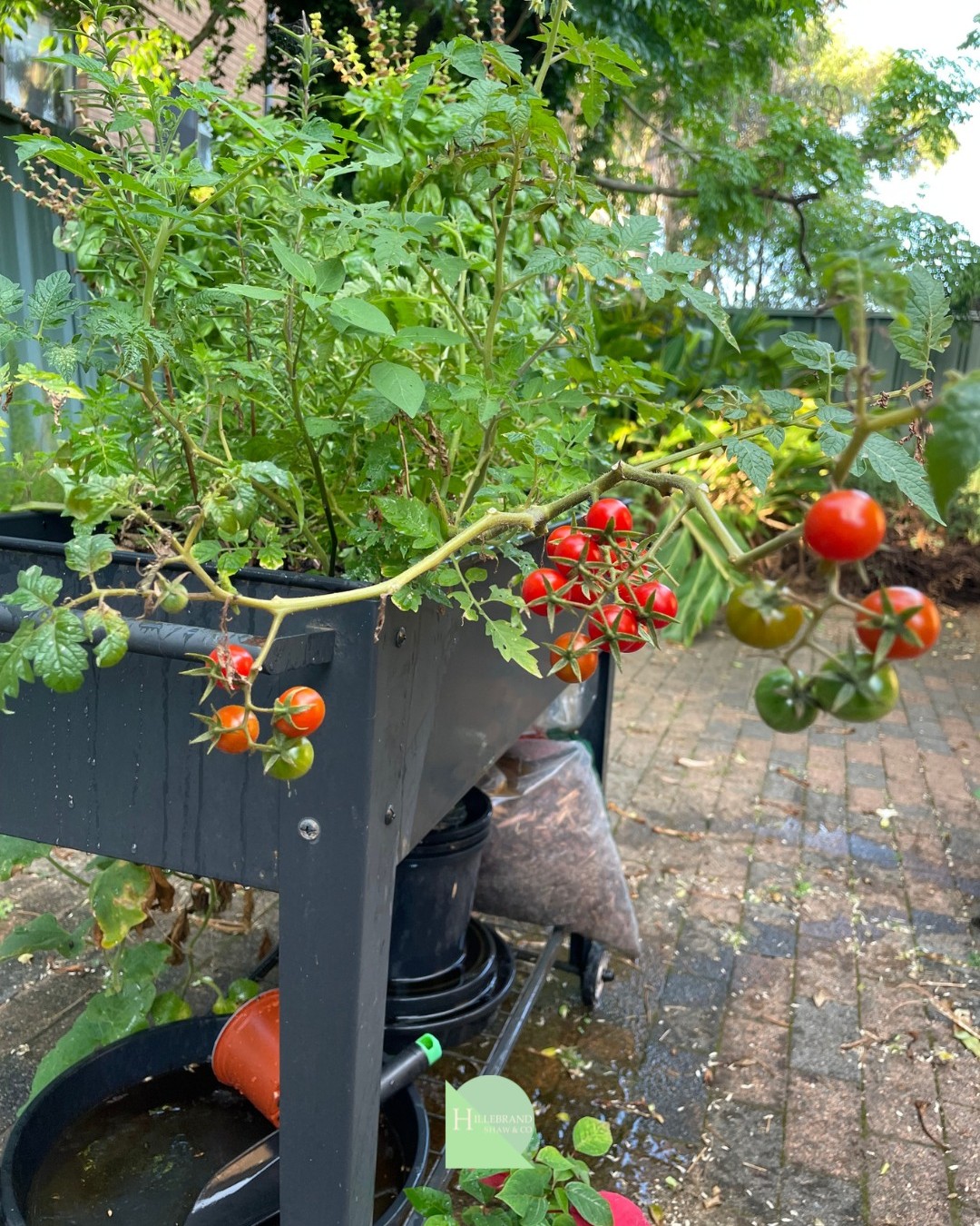 Backyard harvest! 🍅
These cherry tomatoes didn’t stand a chance.
After weeks of growing, watering, and checking on them every day… they were finally ready to pick.
Fresh from the garden and straight into the snack pile! Potentially avo on toast + cherry tomatoes for breakky soon?