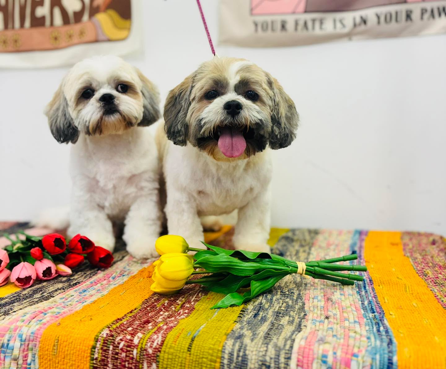 Bubbles and Seren what a pair of cutie pies 🫶 I do love a Shih Tzu groom 🐾
Peace ✌️ Love ❤️ & Paws 🐾