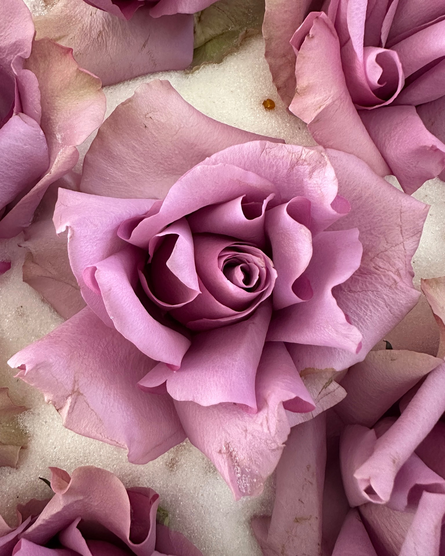 This is where the magic happens. 🌸
These dusty purple roses from Georgia's wedding bouquet, mid-process. Each bloom is treated individually — there's a lot of care that goes into making sure they come out looking as close to the day as possible. 3D, not pressed. Full and real, not flat.
I love this stage because you can already see how beautiful they're going to be. The colours will deepen and shift a little as they dry — that's just nature doing its thing — but honestly, it often makes them even more interesting.
#behindtheblooms #floralart #handcrafted #artisanmade #driedflowerart #silicasandmagic #cherishedblooms