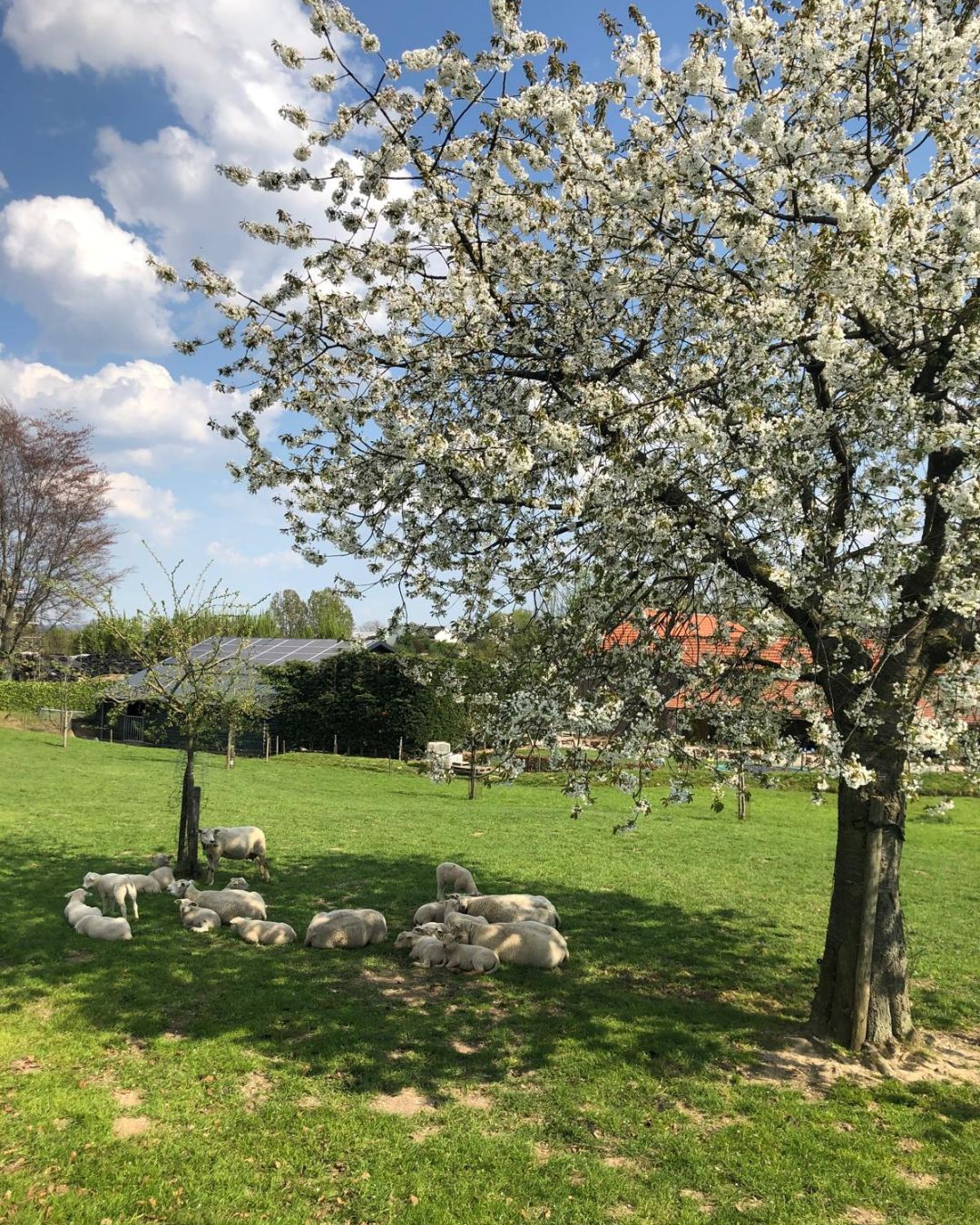 Nog even en we kunnen weer genieten van de bloeiende fruitbomen en schaapjes in de wei!
Ben er snel bij als je nog een vakantiehuis zoekt voor de vakantieweken in april of mei, bekijk onze beschikbaarheid via www.huiskenshof.nl
#meivakantie #weekendjewegineigenland #visitzuidlimburg #vakantiehuiszuidlimburg #kidsproofvakantie #lastminutelimburg